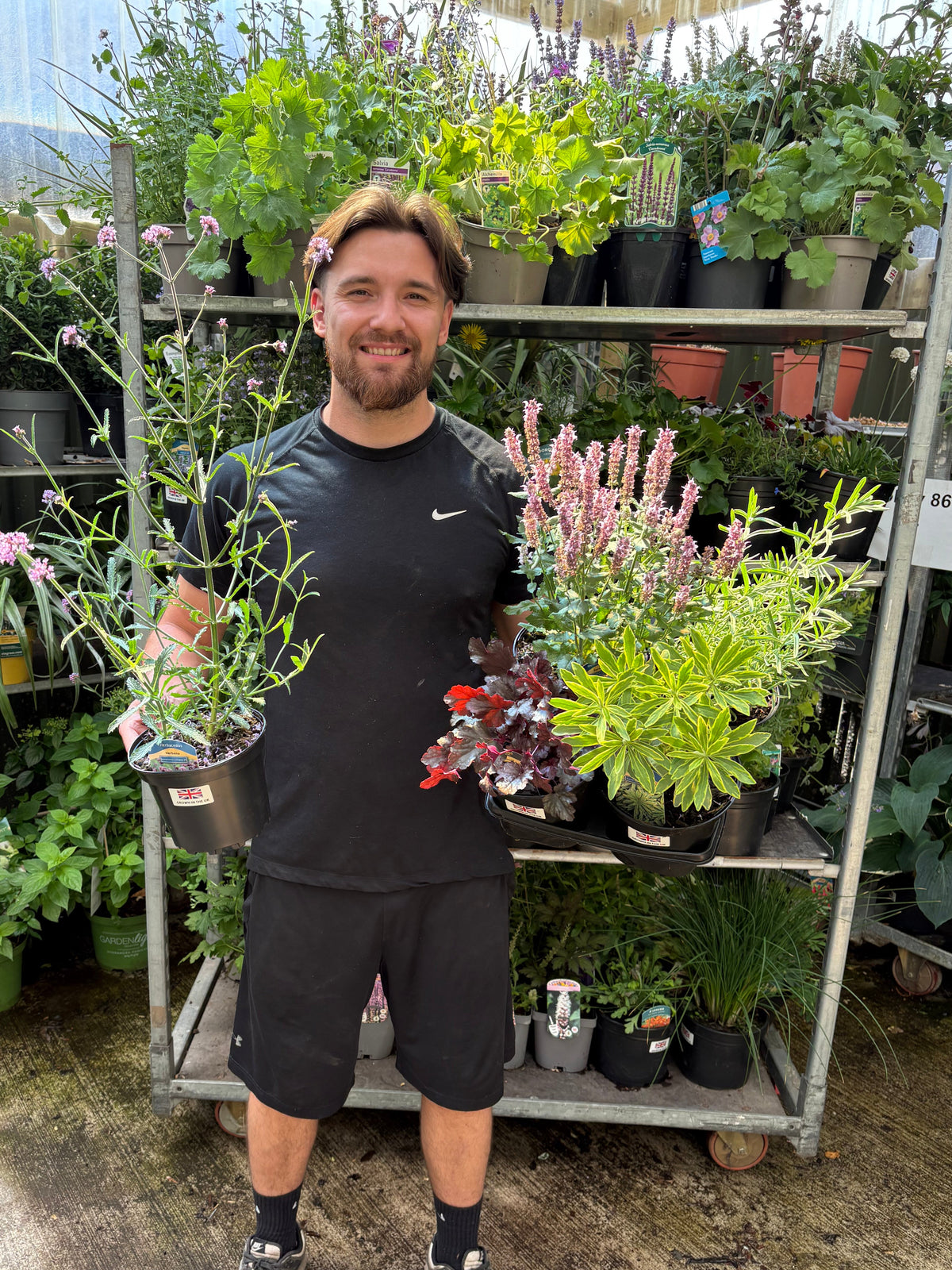 5 x Low Maintenance Perennials