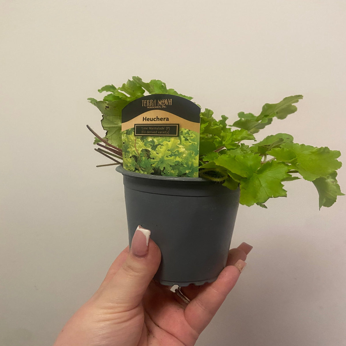 Heuchera &#39;Lime Marmalade&#39; 9cm / 2L