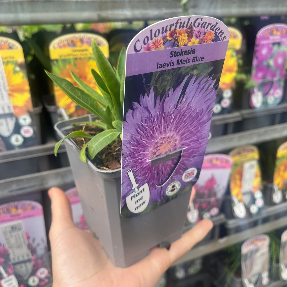 A hand holds a Stokesia laevis &#39;Mel&#39;s Blue&#39; 9cm/2L, a perennial with purple blooms as pictured on its tag. Similar potted plants are visible on shelves behind, ideal for adding color to sunny garden borders.