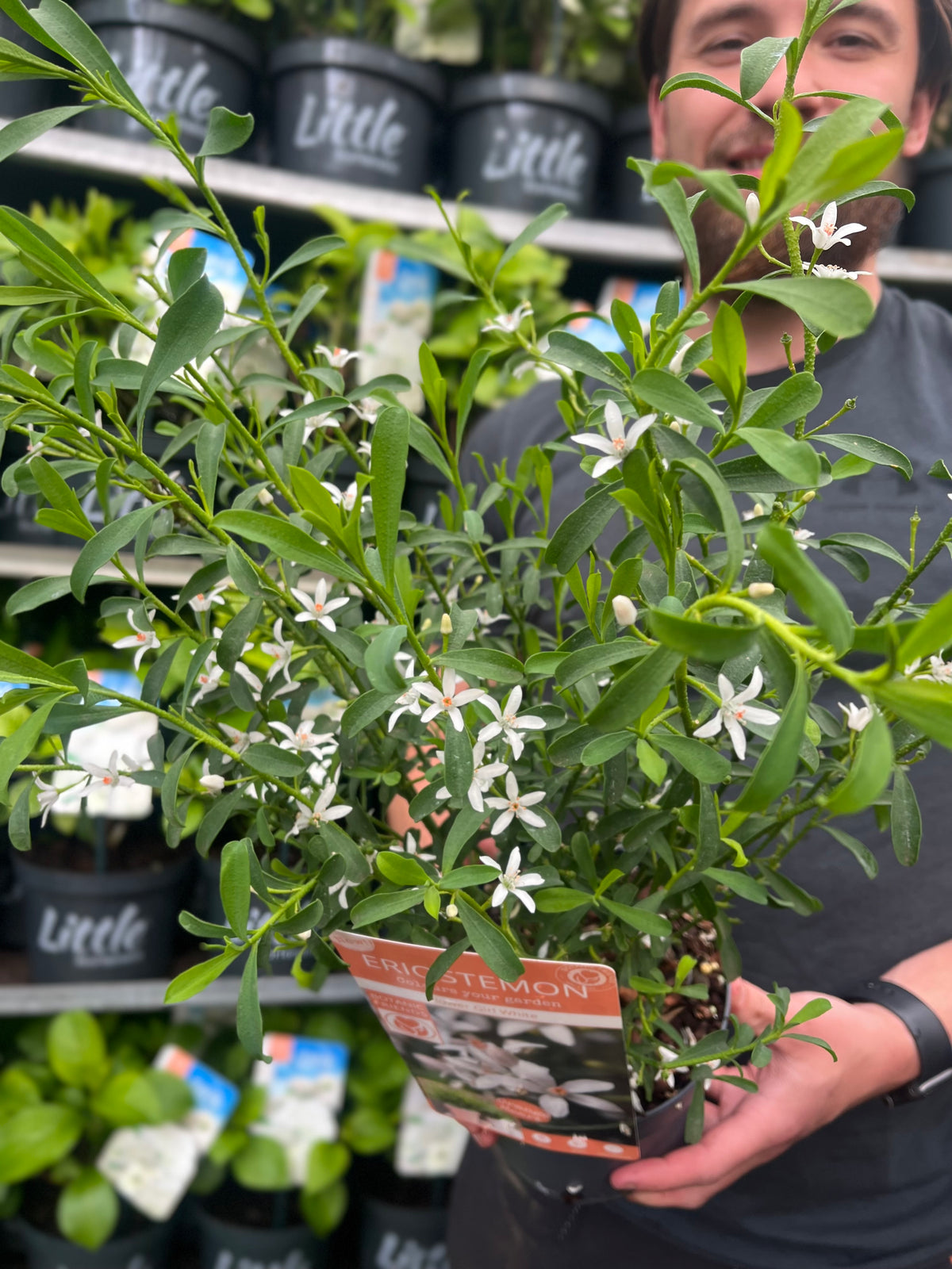 Eriostemon &#39;Flower Girl White&#39; 2L