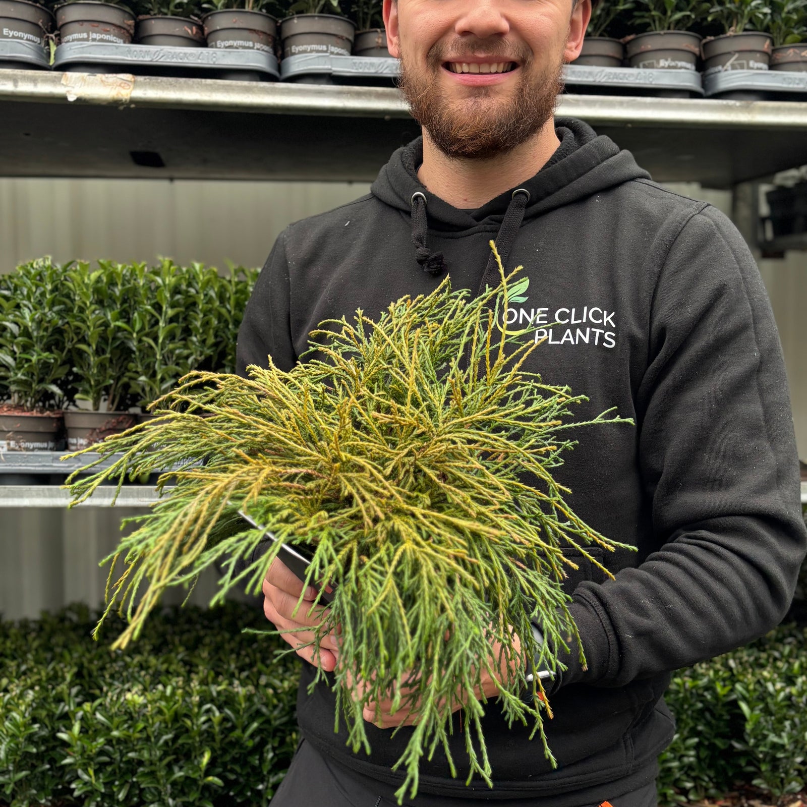 A person in a black One Click Plants hoodie smiles while holding a Chamaecyparis pisifera 'Filifera Nana' 2L (30-40cm inc. pot). More potted plants are displayed on shelves in the background.