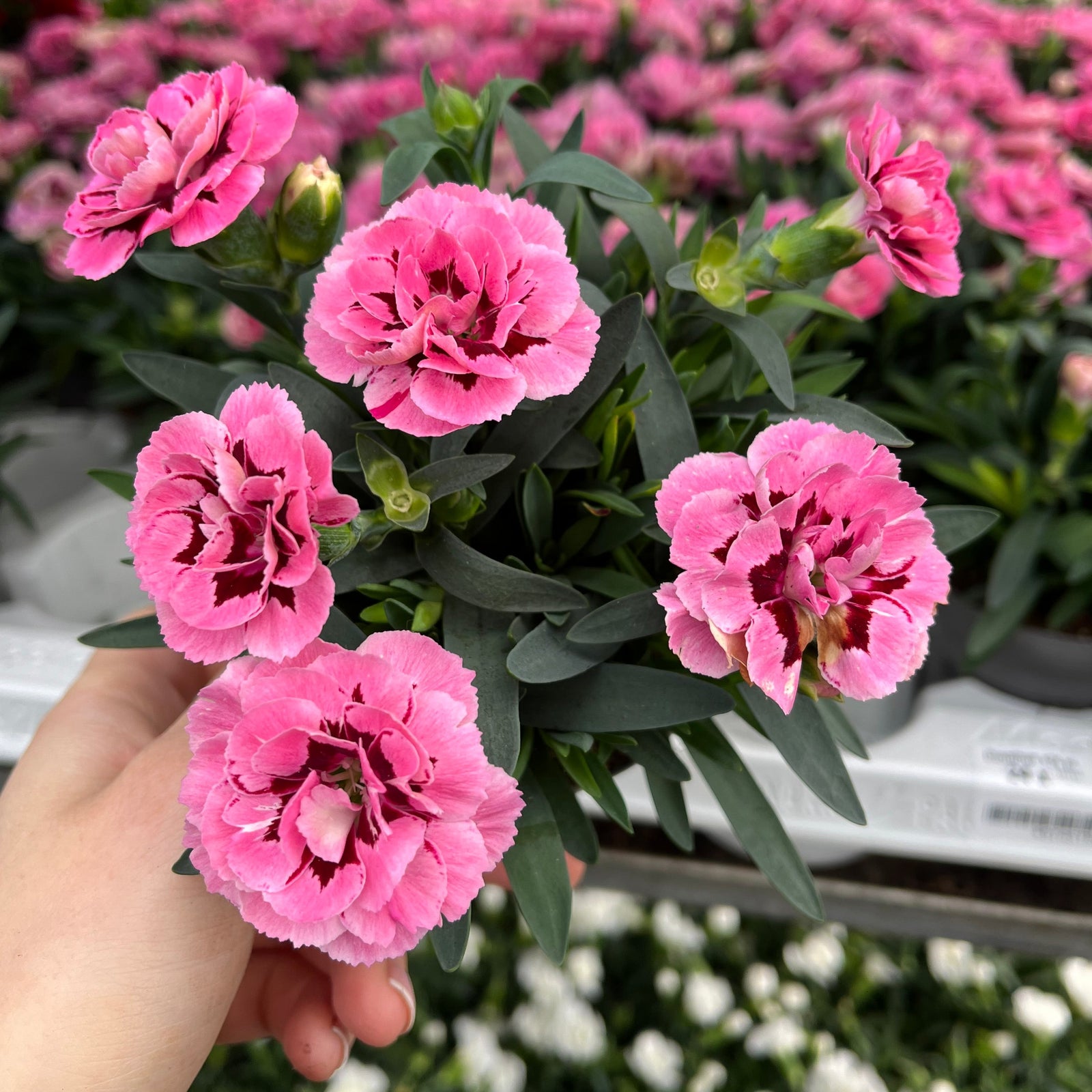 A hand holds a Dianthus Pink/Red (9cm growers pot) with ruffled pink carnations and green leaves, set against a blurred background of similar potted flowers.