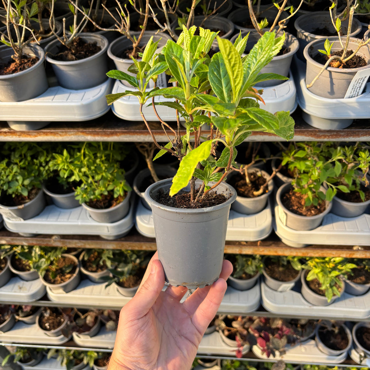 A hand holds a Hydrangea lace-cap &#39;Cloud Nine&#39; 9cm plant in a small gray pot, set against shelves lined with similar potted plants basking in warm sunlight.