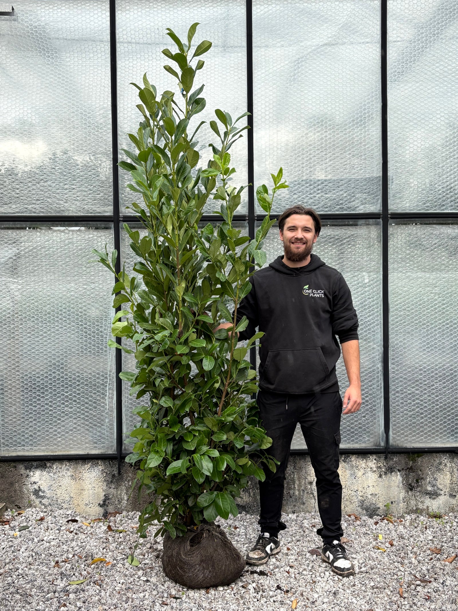 6-7ft Established Bushy ROOTBALL Cherry Laurel Hedge Plants (180-210cm)