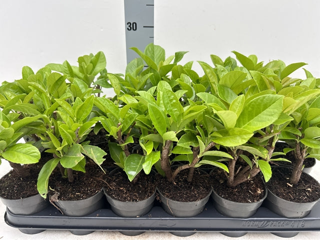 Several 1ft (20-30cm) potted Cherry Laurel hedge plants with bright green leaves are arranged in a tray against a white background, with a vertical measuring scale behind—an ideal fast-growing garden hedge.