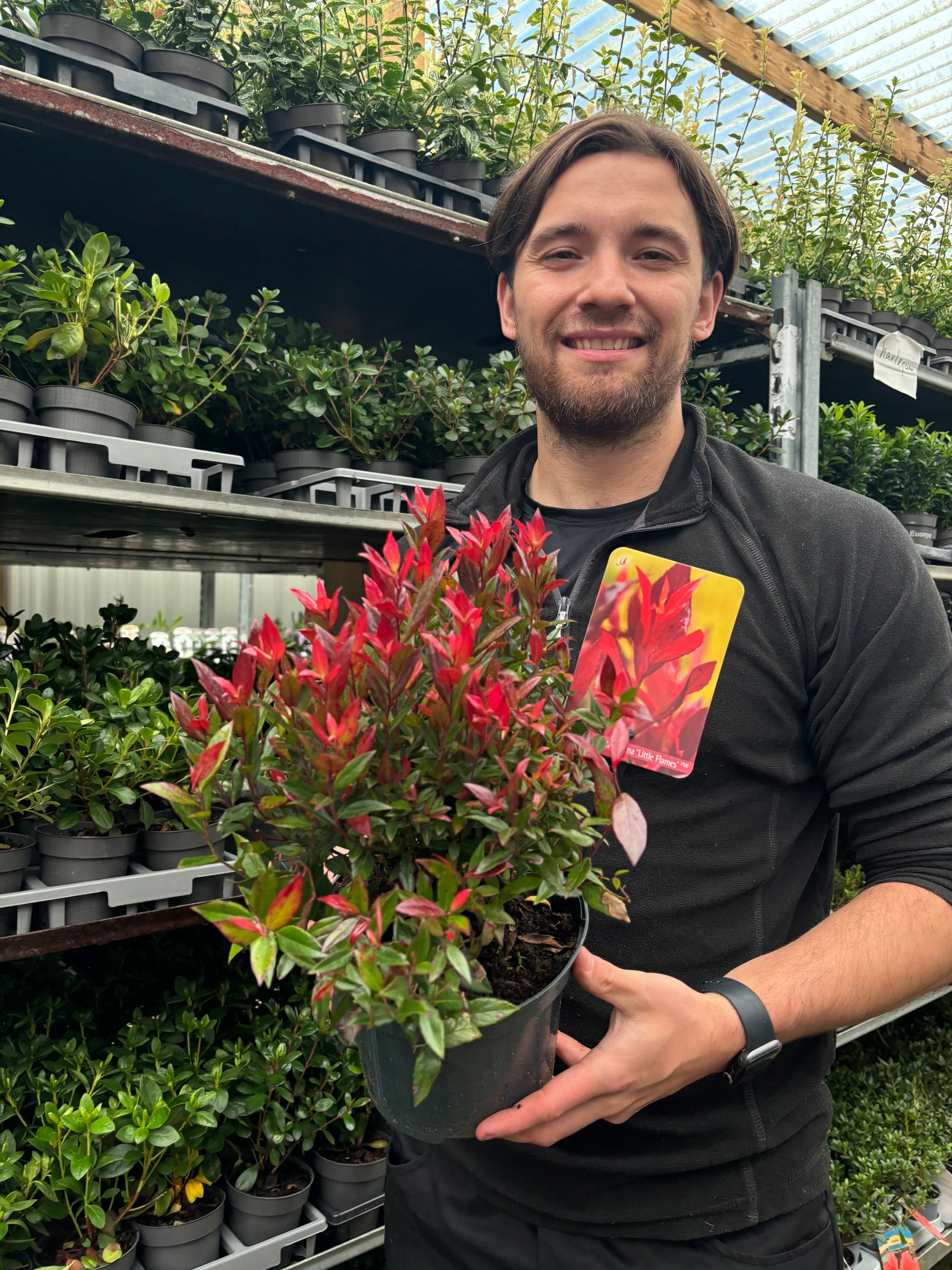 Leucothoe fontanesiana 'Little Flames' 2L