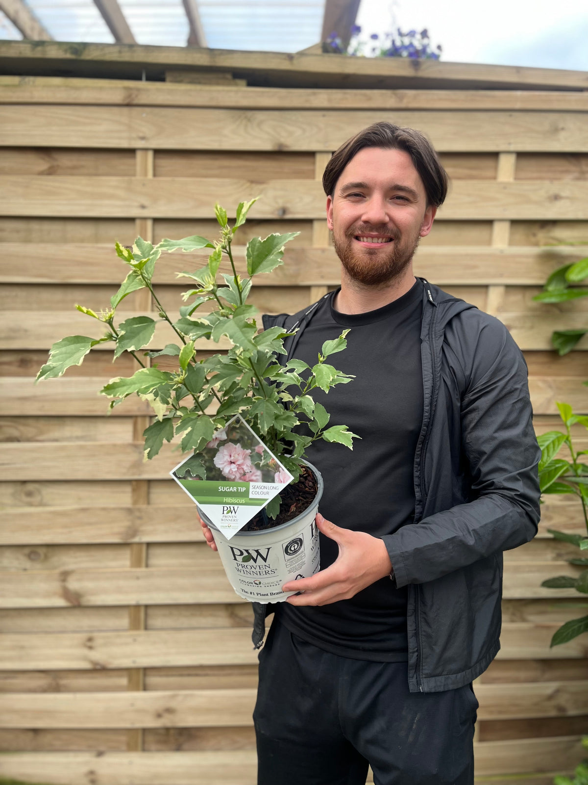 A smiling bearded man in a black jacket and shirt stands outside in front of a wooden fence, holding a potted Hibiscus &#39;Sugar Tip&#39; 3L shrub with its label visible.