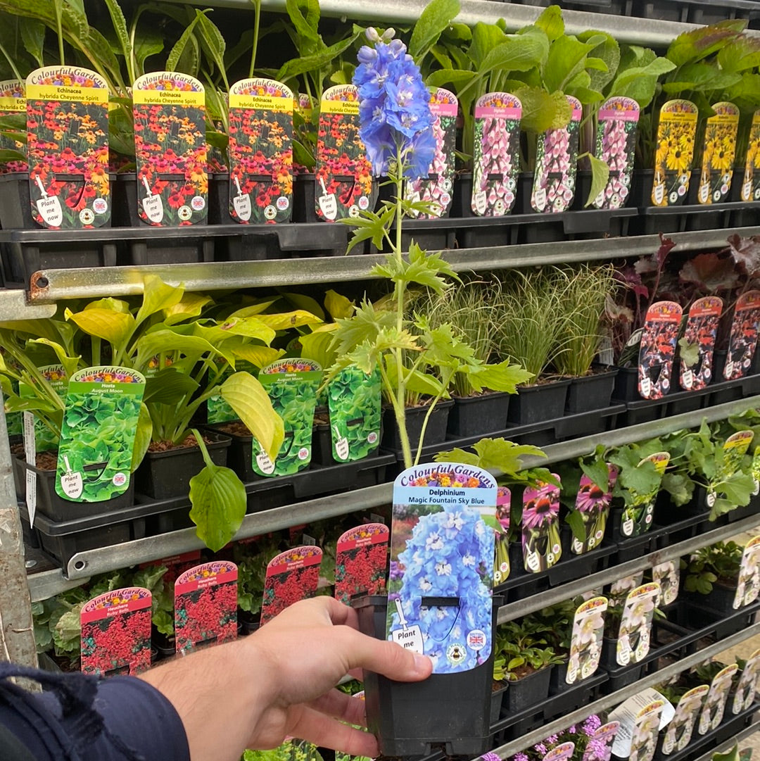 A person holds a Cottage Garden Perennial Mix (3/6/10 Plants) with tall blue flowers in front of display shelves filled with assorted potted plants at a garden center, each pot displaying a brightly colored plant tag.