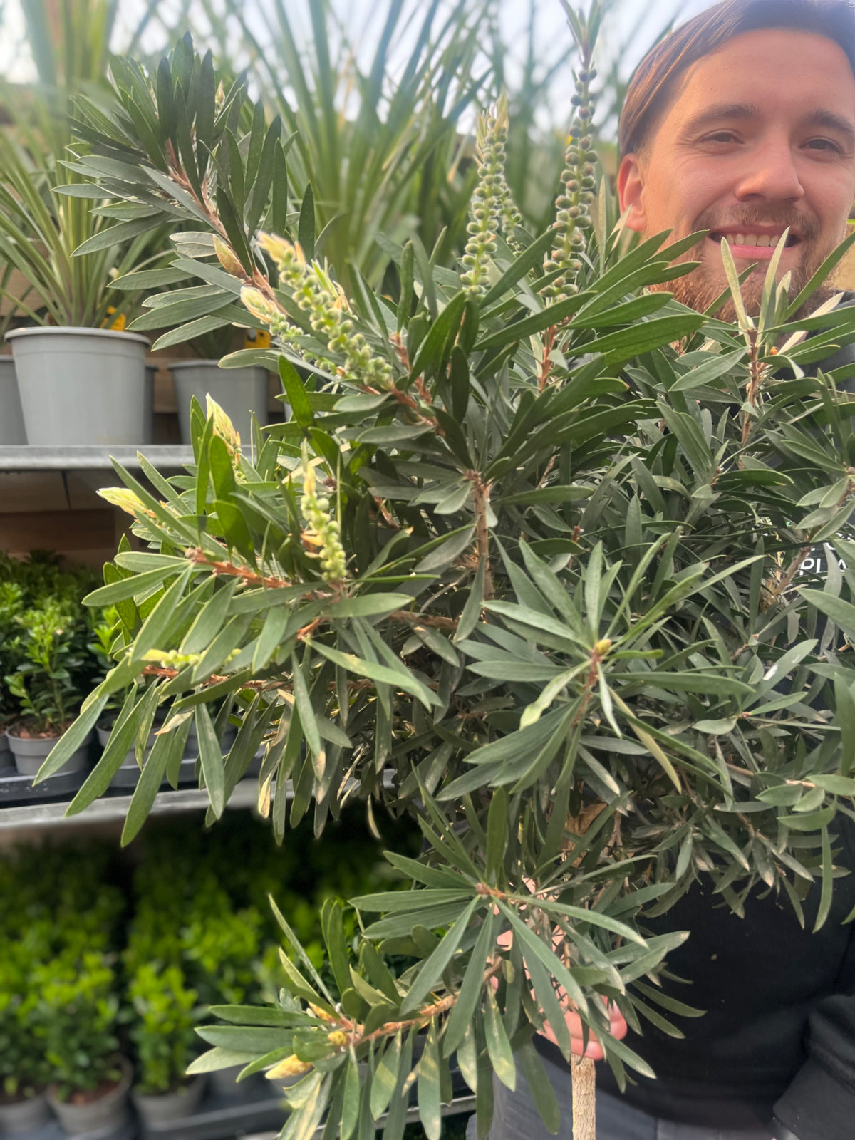 Standard Callistemon &#39;Kingpark&#39; (Bottle Brush) 4L (90-100cm)