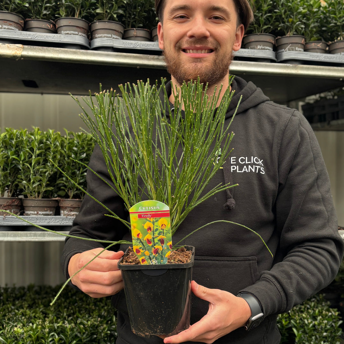 Cytisus &#39;Firefly&#39; 2L