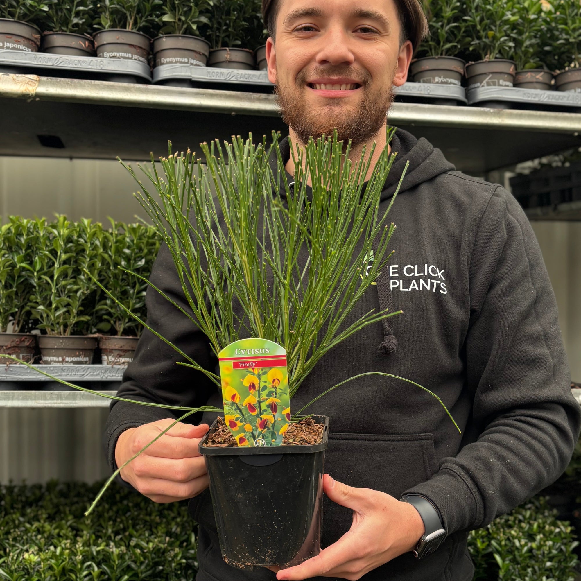 Cytisus 'Firefly' 2L