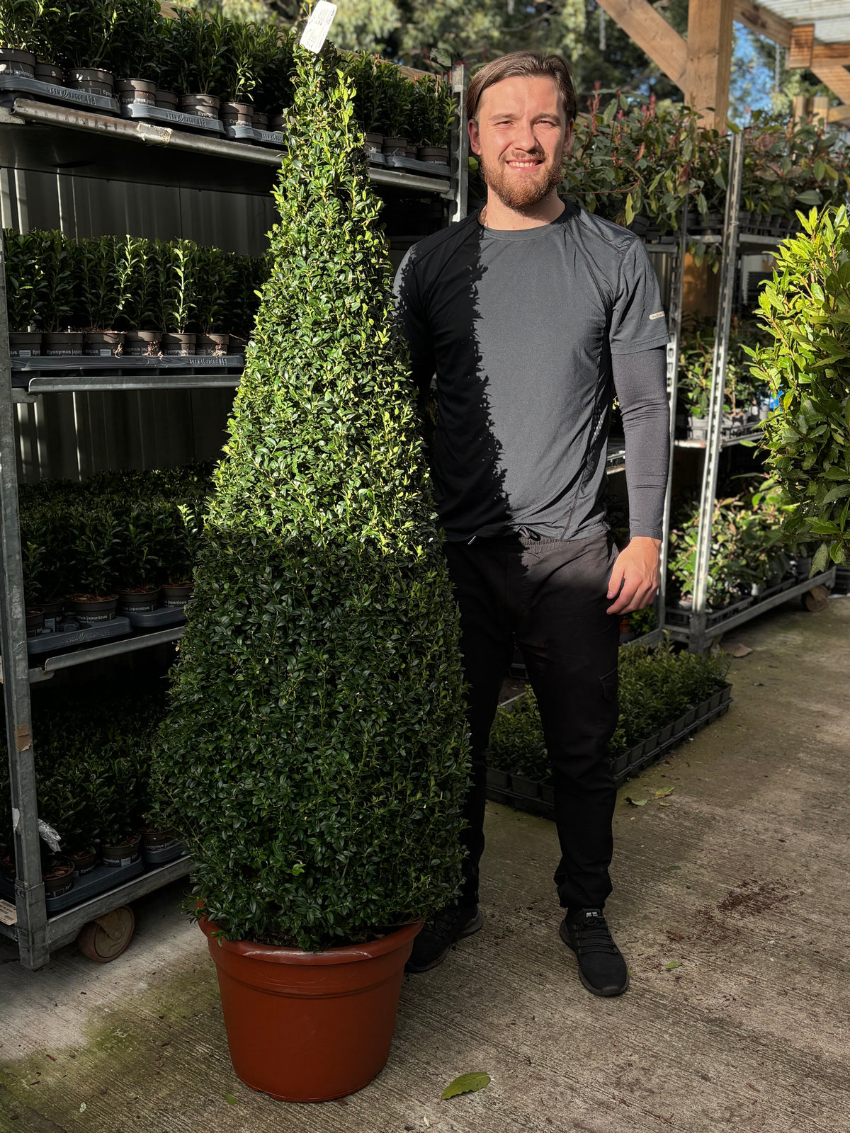 Buxus/Topiary Cone (Buxus Sempervirens)