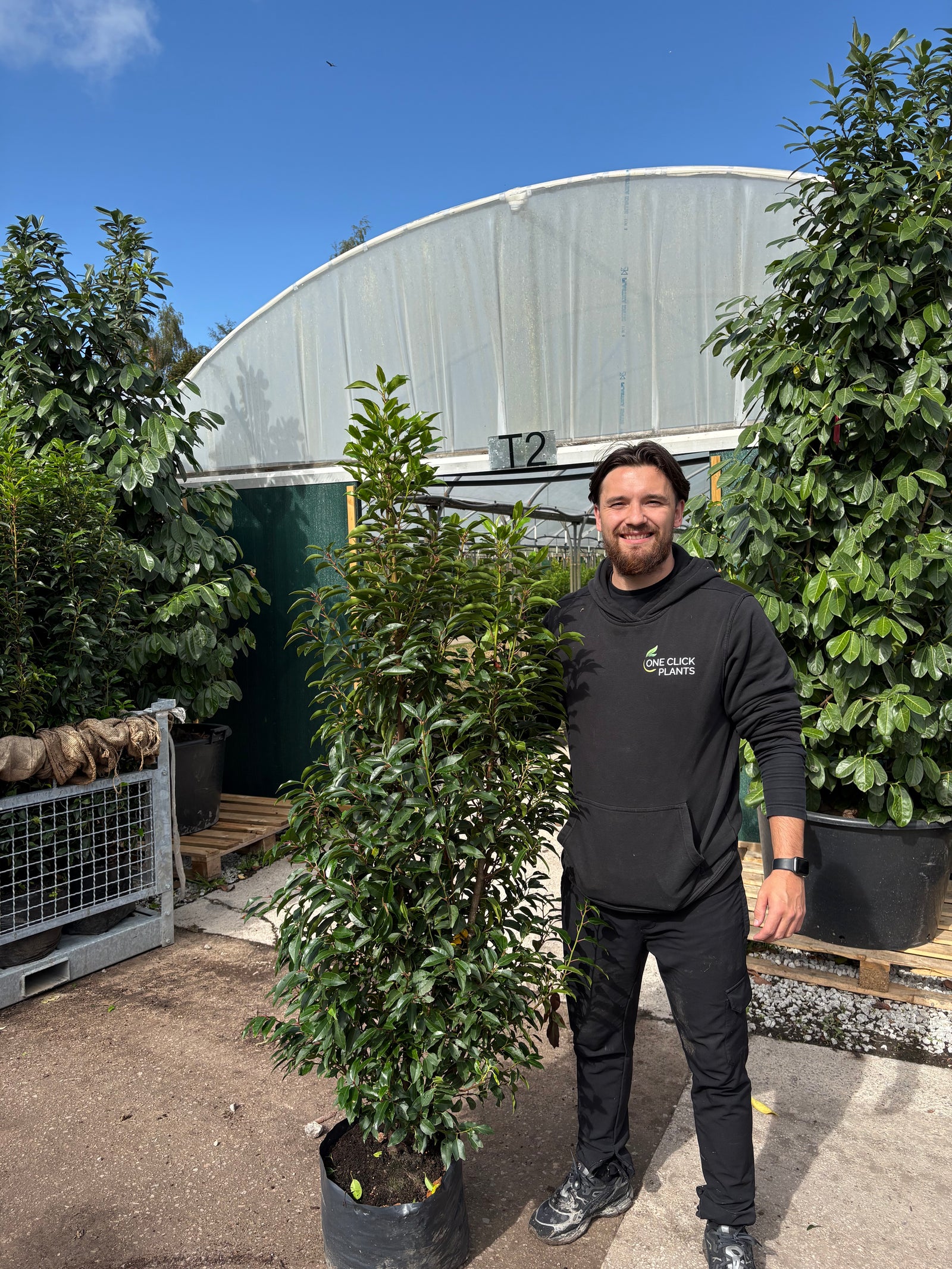 6ft Portuguese Laurel | Prunus lauroceras 'Angustifolia' 20L 150-180cm