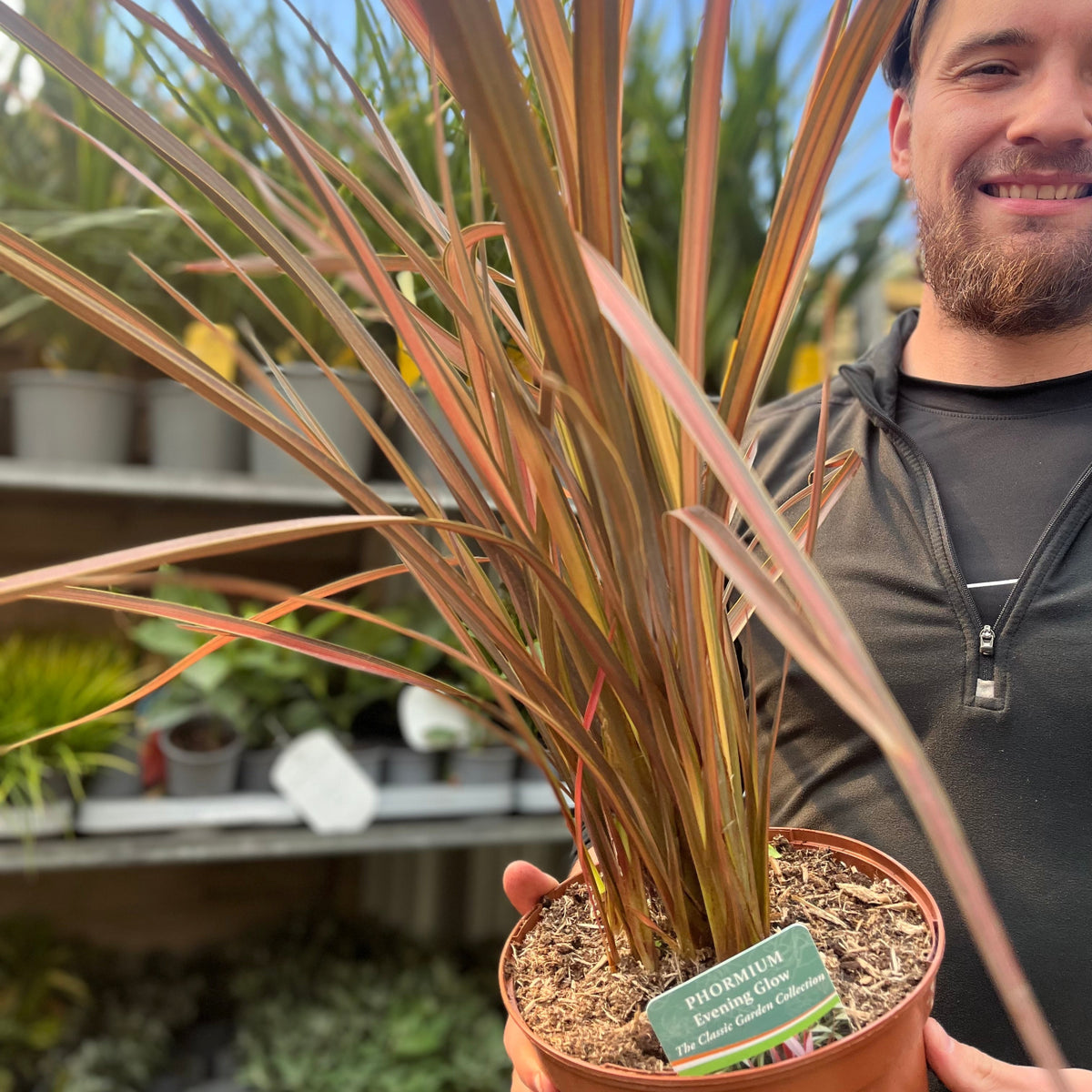Phormium &#39;Evening Glow&#39; 2L (40-50cm inc. pot)