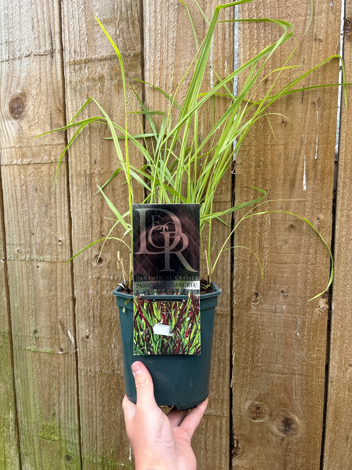 A hand holds a Panicum virgatum &#39;Sangria&#39; 2L pot with a deciduous grass showing long, narrow green leaves and subtle red tips, in front of a wooden fence. The pot has an attached label featuring images and text.