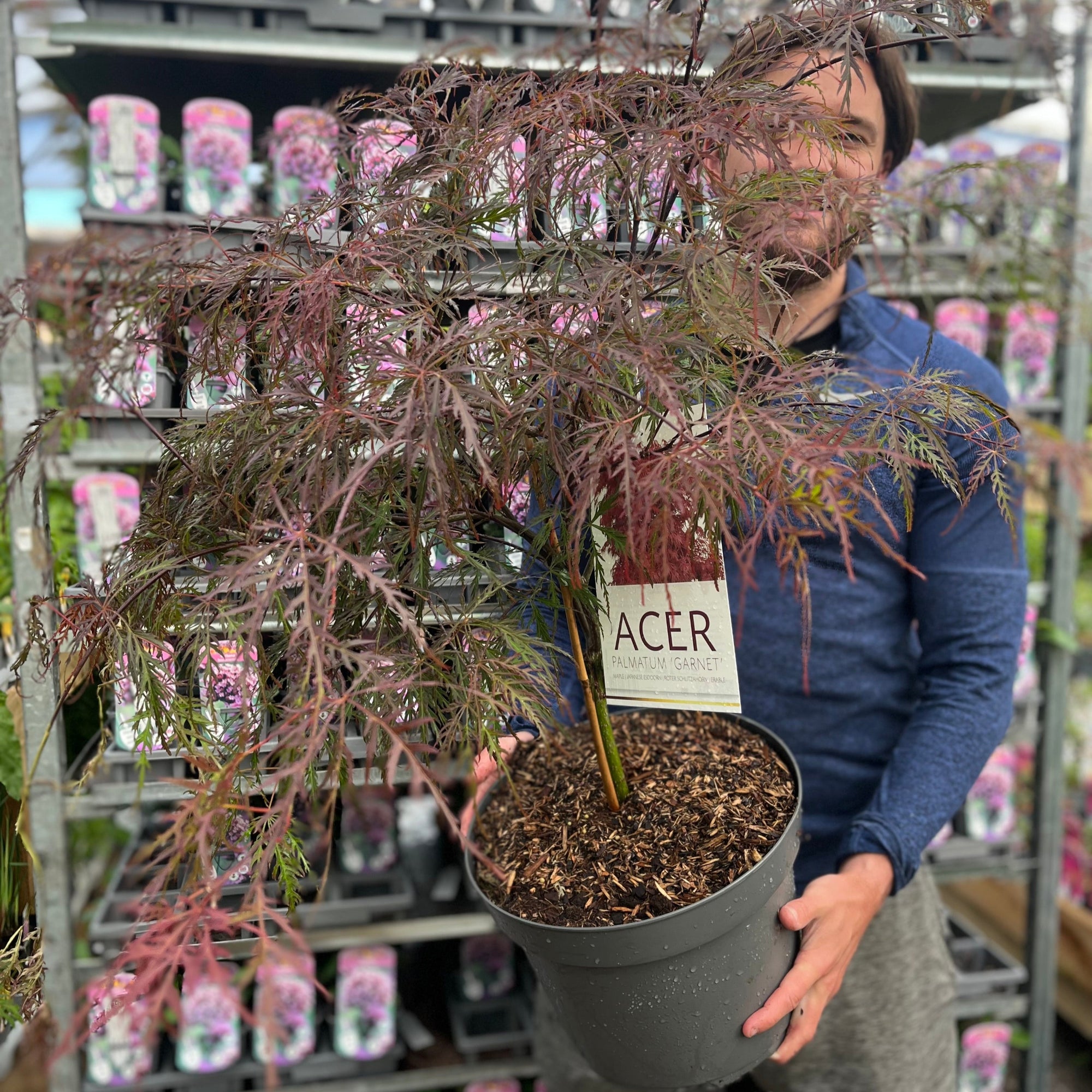 Acer palmatum Garnet 3L / 10L