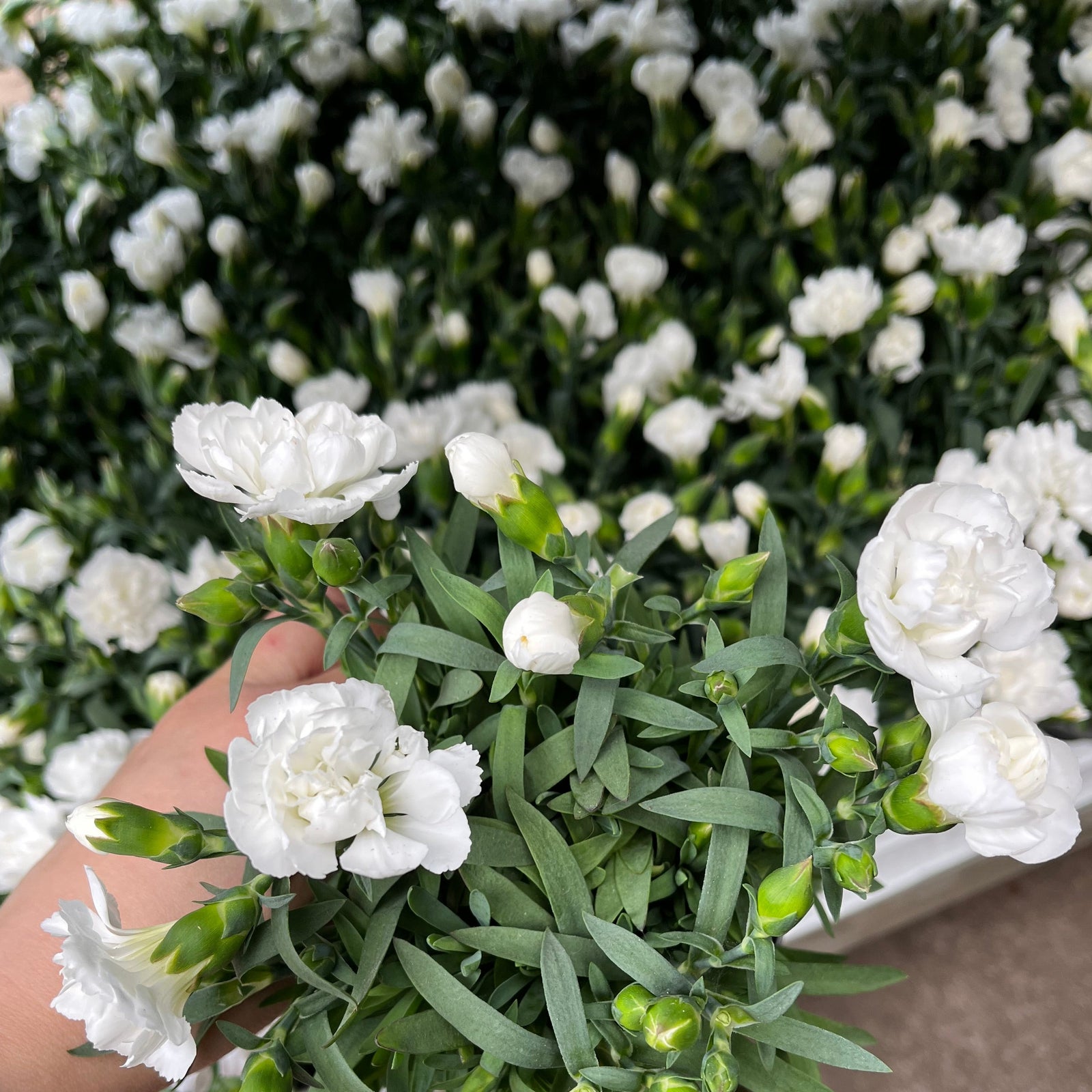 Dianthus White (9cm growers pot)