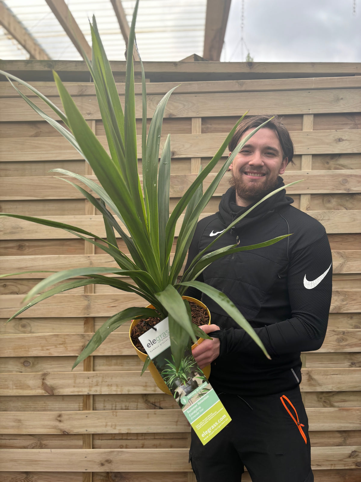 A smiling man in a black jacket holds a Cordyline &#39;Emerald Star&#39; 5L (80-90cm) with long, pointed leaves in front of a wooden fence. A tag on the pot offers more details about this ornamental plant.