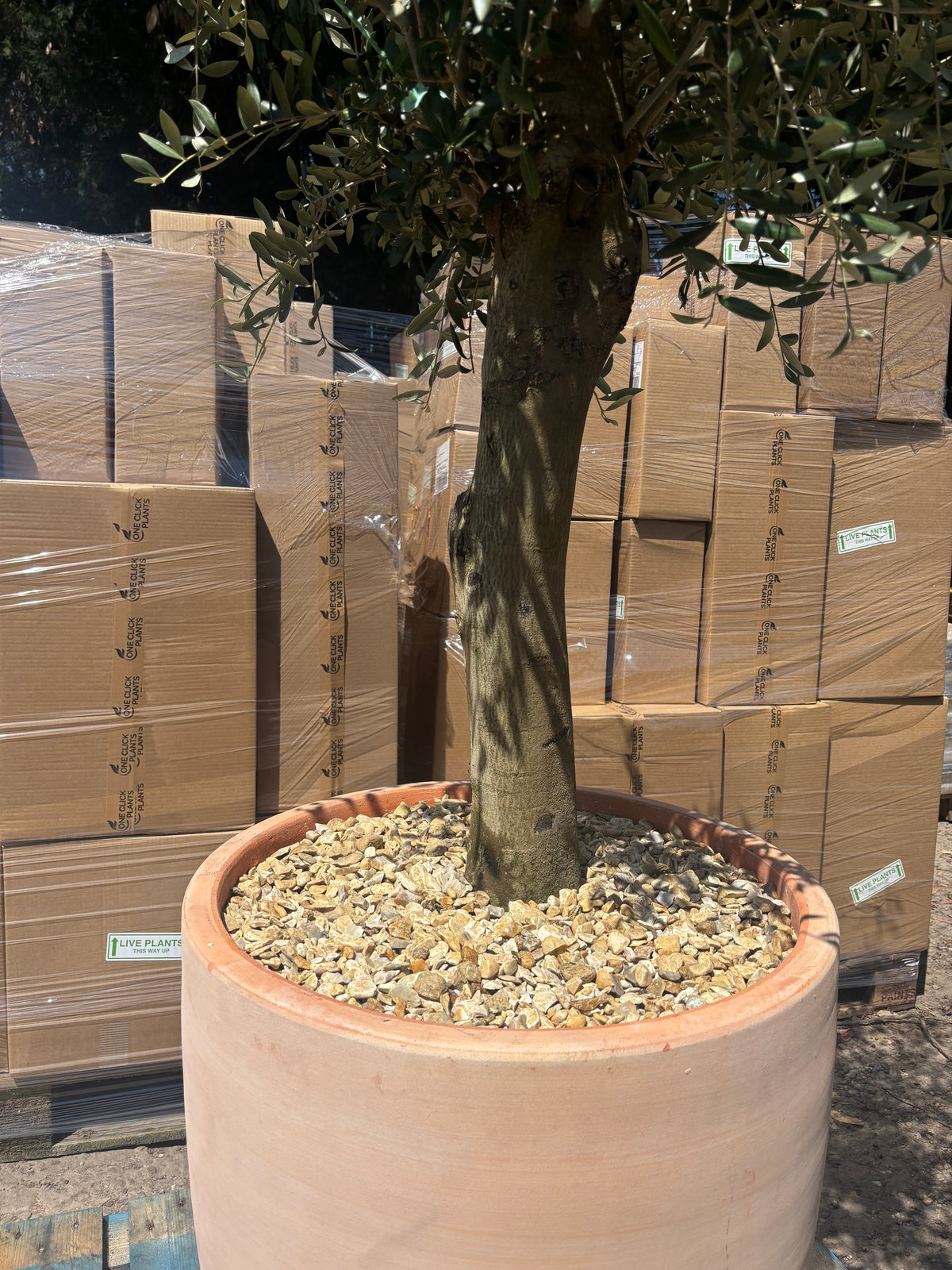 Olive Tree 45L 1.5-1.8m + Teracotta Pot + Soil + Gravel
