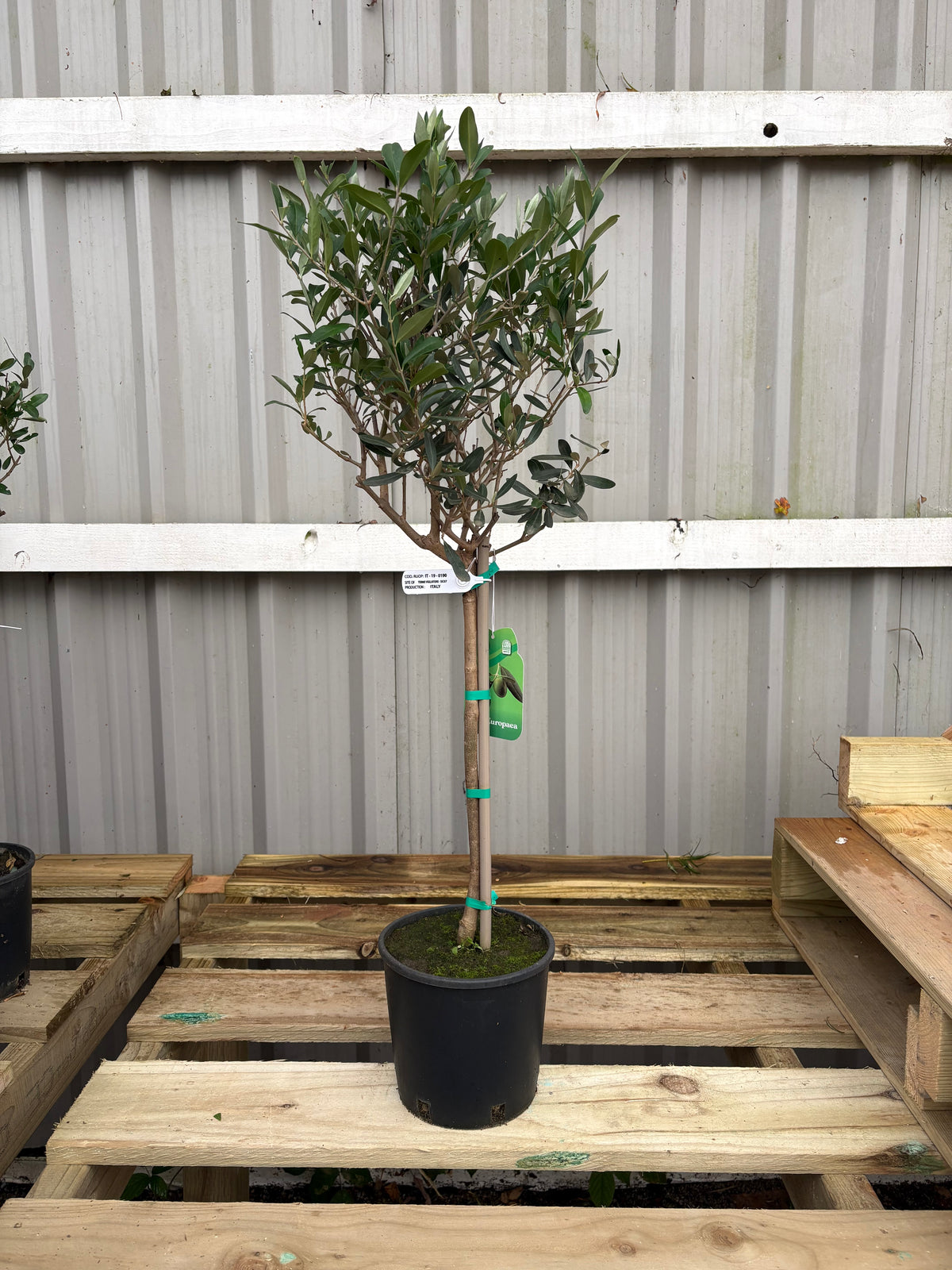 Olive Tree (Slight Seconds, Less Bushy, Reduced To Clear)