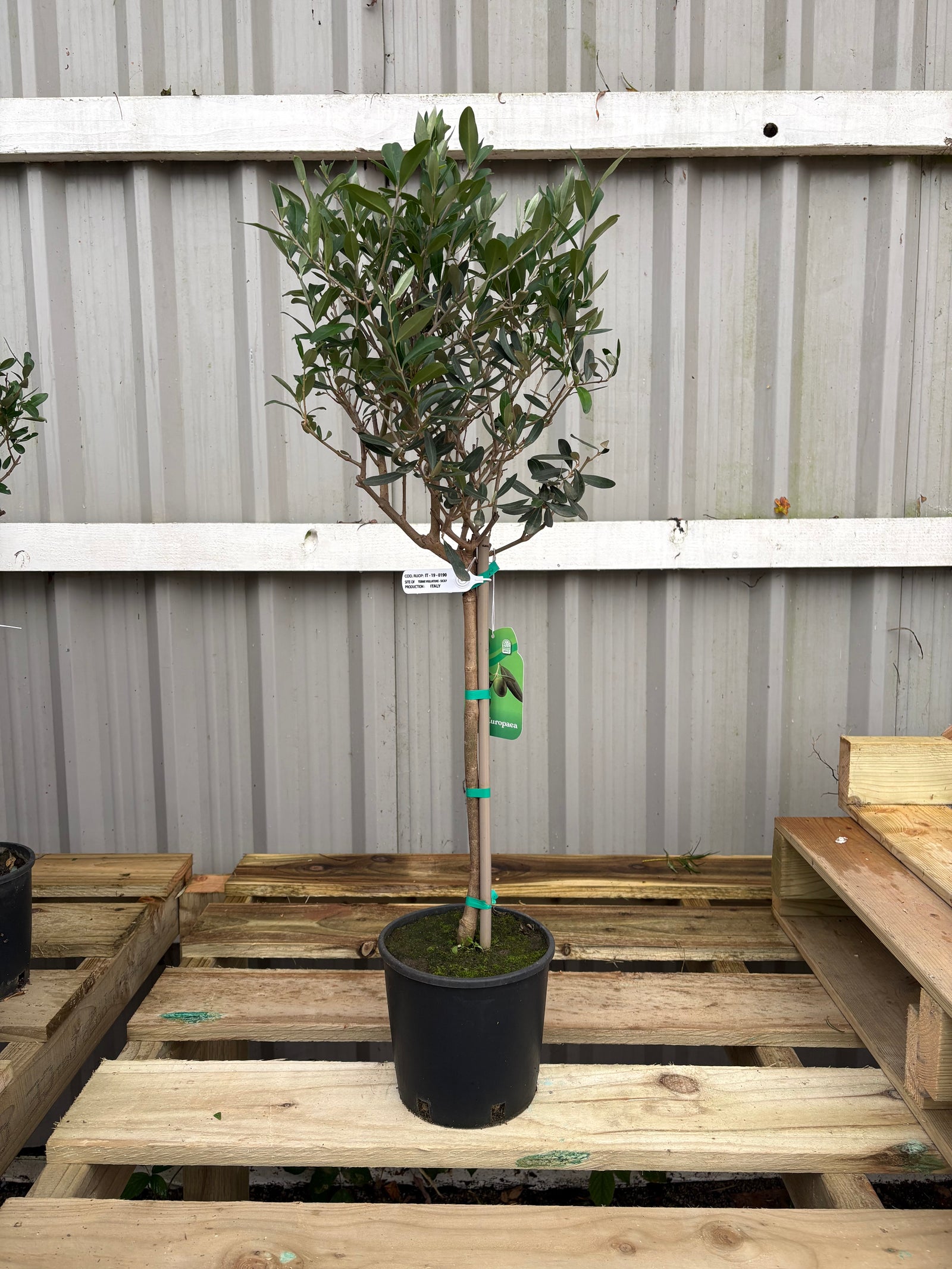 Olive Tree (Slight Seconds, Less Bushy, Reduced To Clear)