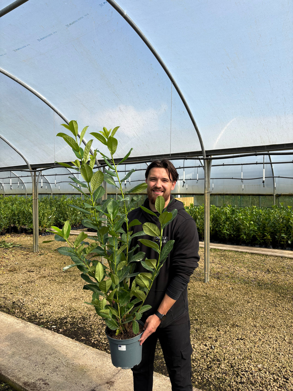 4ft (110-120cm) Potted Cherry Laurel Hedge Plants
