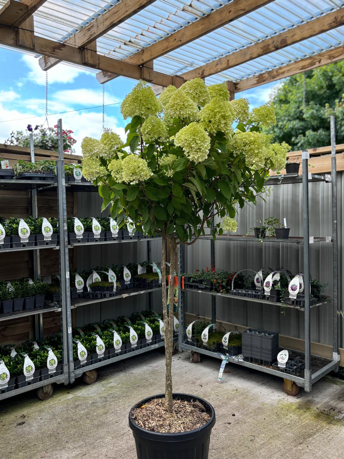 A Hydrangea paniculata &#39;LimeLight’ Multistem Tree (12L-45L) sits in a garden center, surrounded by metal shelves of potted plants and gardening products beneath a wooden pergola.