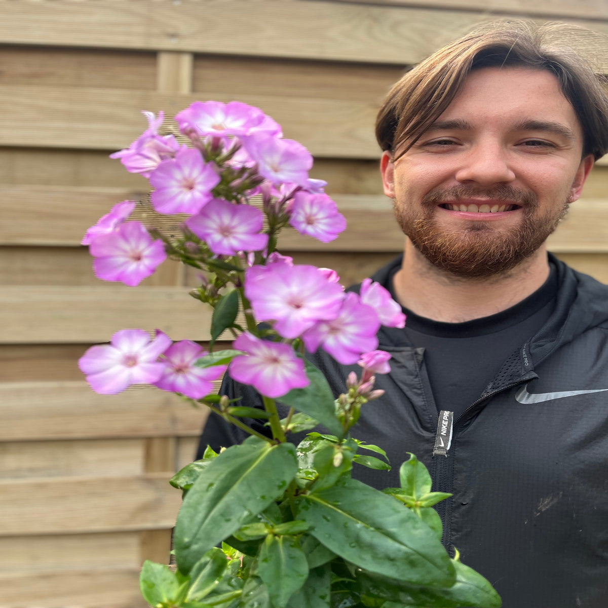 Phlox paniculata &#39;Pink Eye Flame&#39; 2L