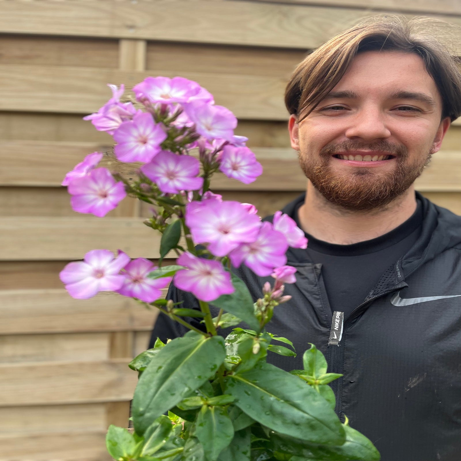 Phlox paniculata 'Pink Eye Flame' 2L