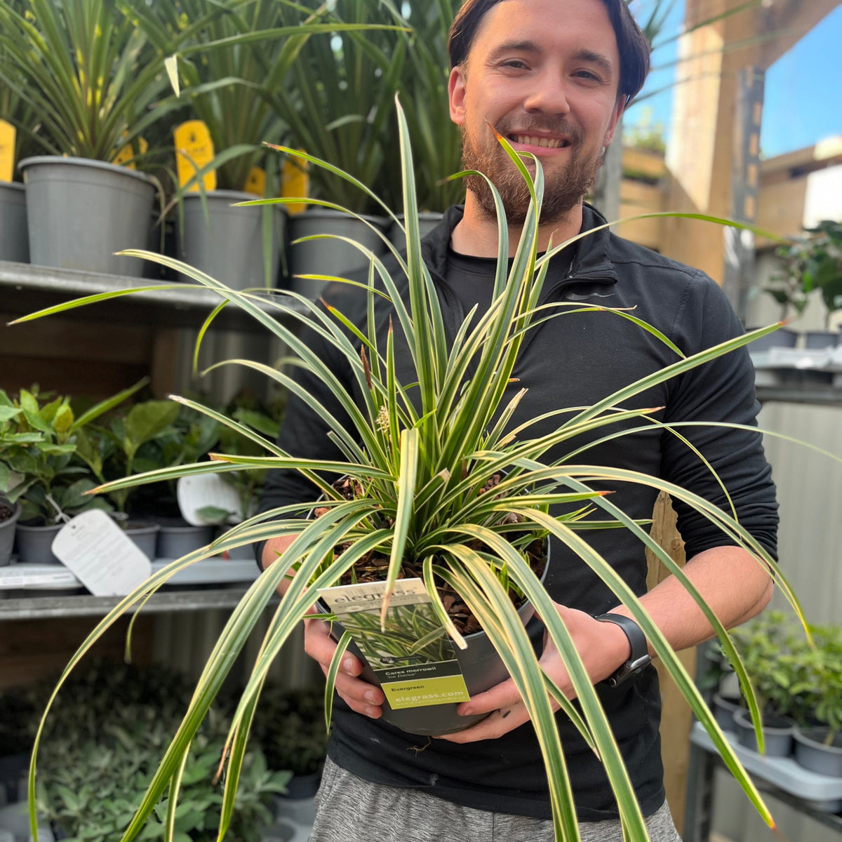 A smiling man in a black jacket holds a Carex morrowii &#39;Ice Dance&#39; 3L—its long, green-and-white striped leaves standing out—inside a garden center surrounded by shelves filled with other potted plants.