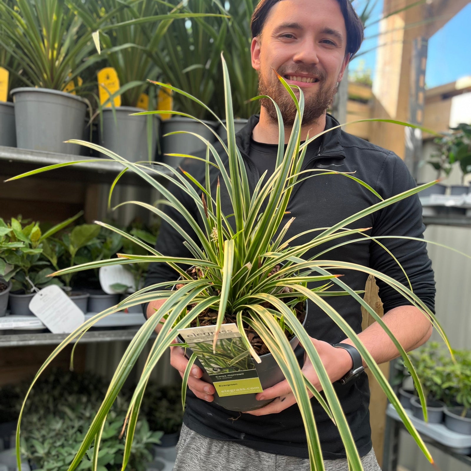 A smiling man in a black jacket holds a Carex morrowii 'Ice Dance' 3L—its long, green-and-white striped leaves standing out—inside a garden center surrounded by shelves filled with other potted plants.