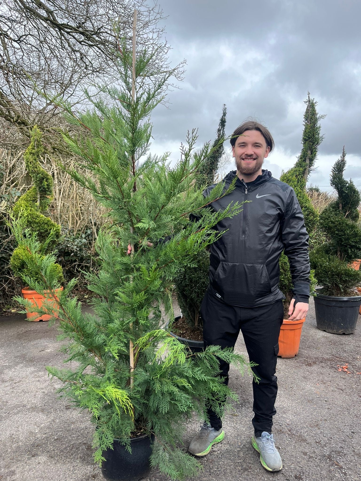 7ft Potted Green Cupressus Leylandii Hedging Conifers (210cm)