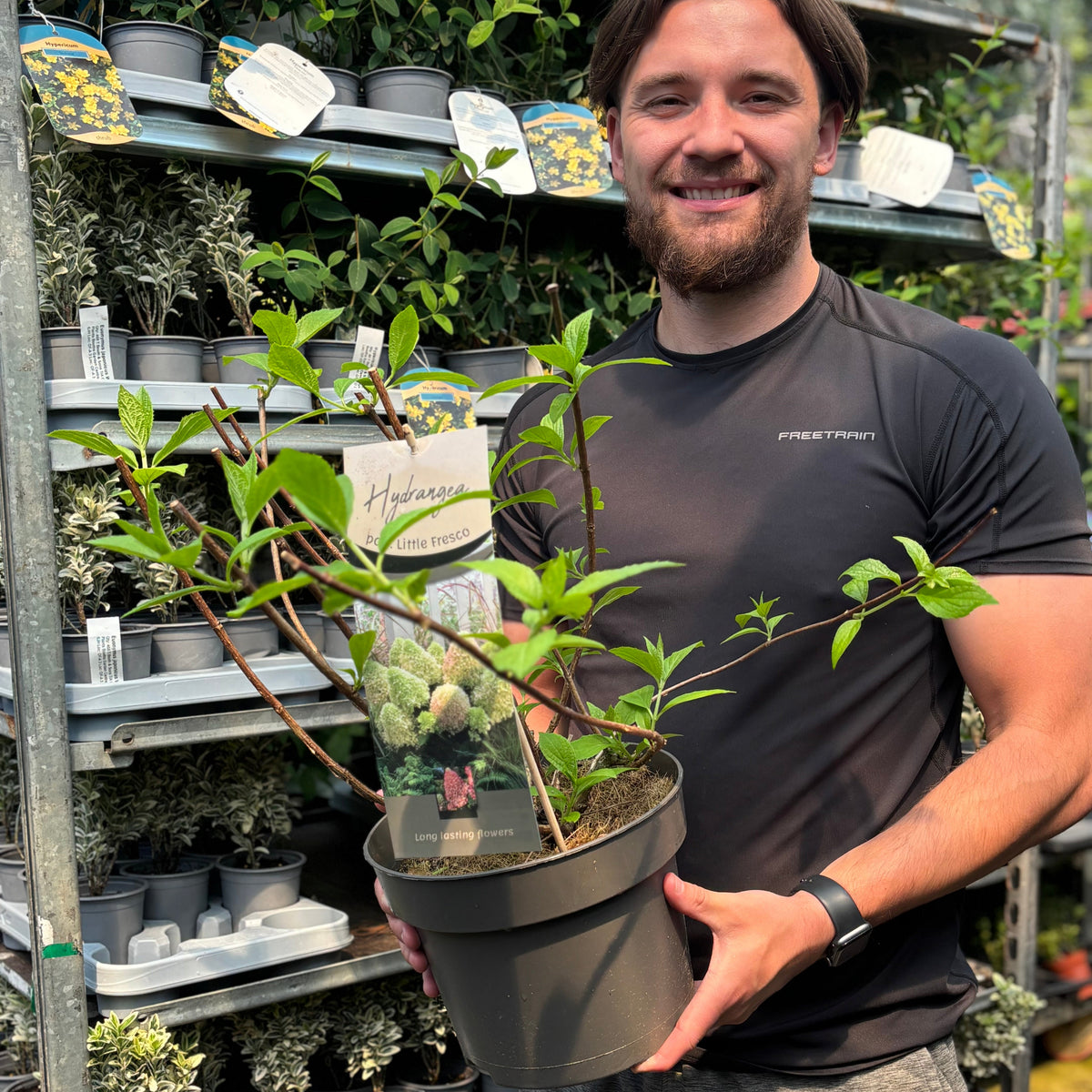 A smiling man in a black shirt stands in a garden center holding a Hydrangea paniculata &#39;Little Fresco&#39; 5L. Behind him, shelves display various plants in gray pots.