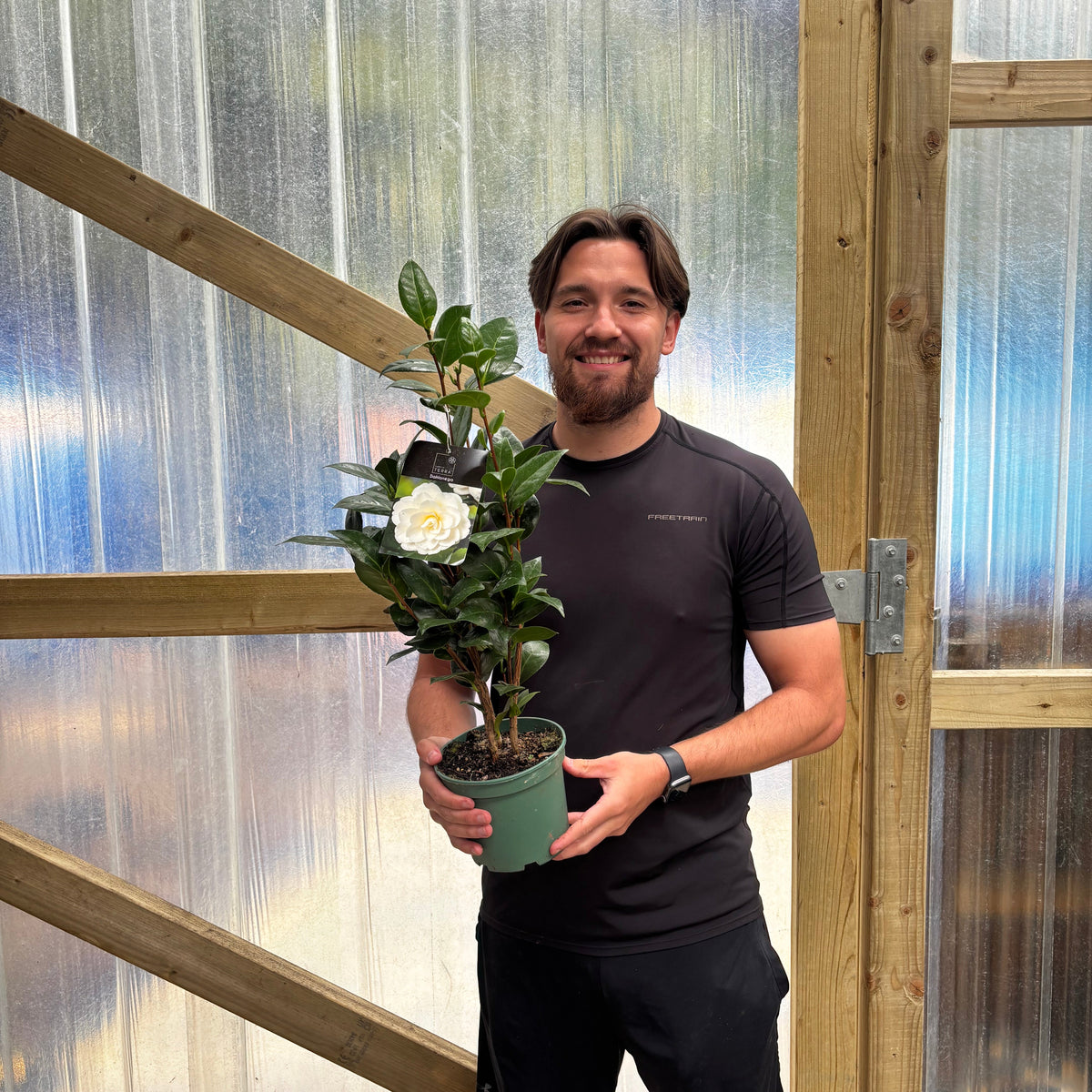 Camellia japonica 'Dahlonega' 2L (60-70cm inc. pot)