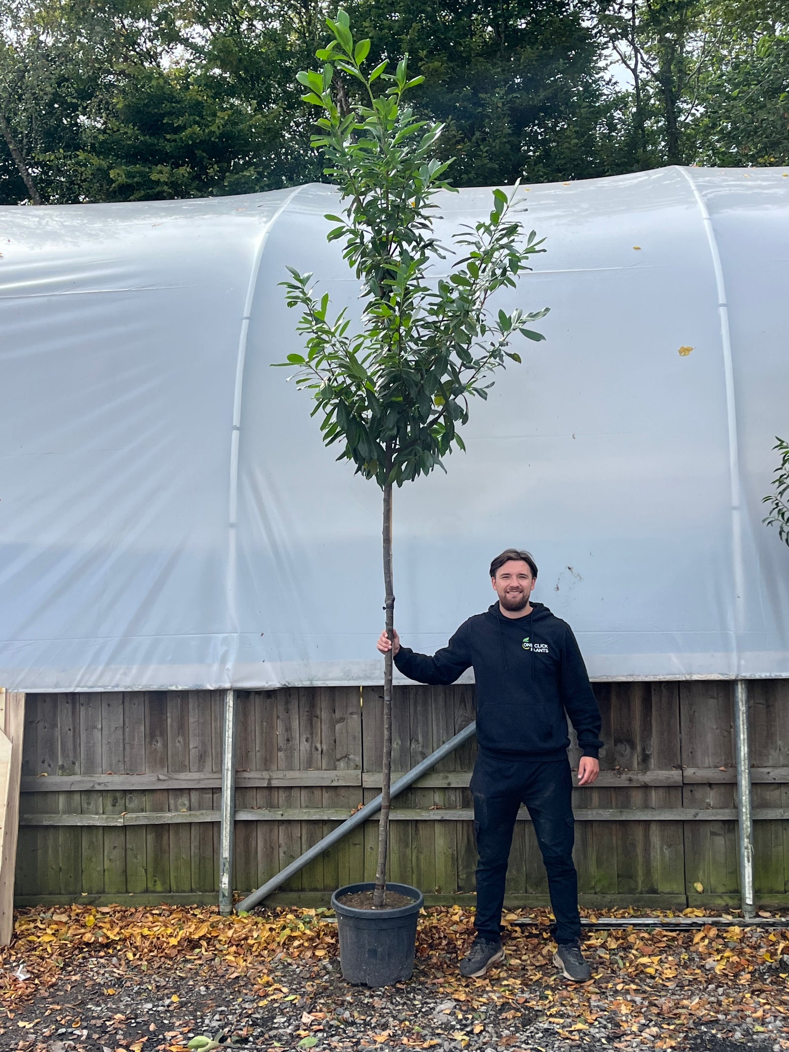 A man in black stands outdoors, smiling and holding a Standard Cherry Laurel Tree 3m (stem 1.8m + head) near a wooden fence and a large white curved greenhouse.