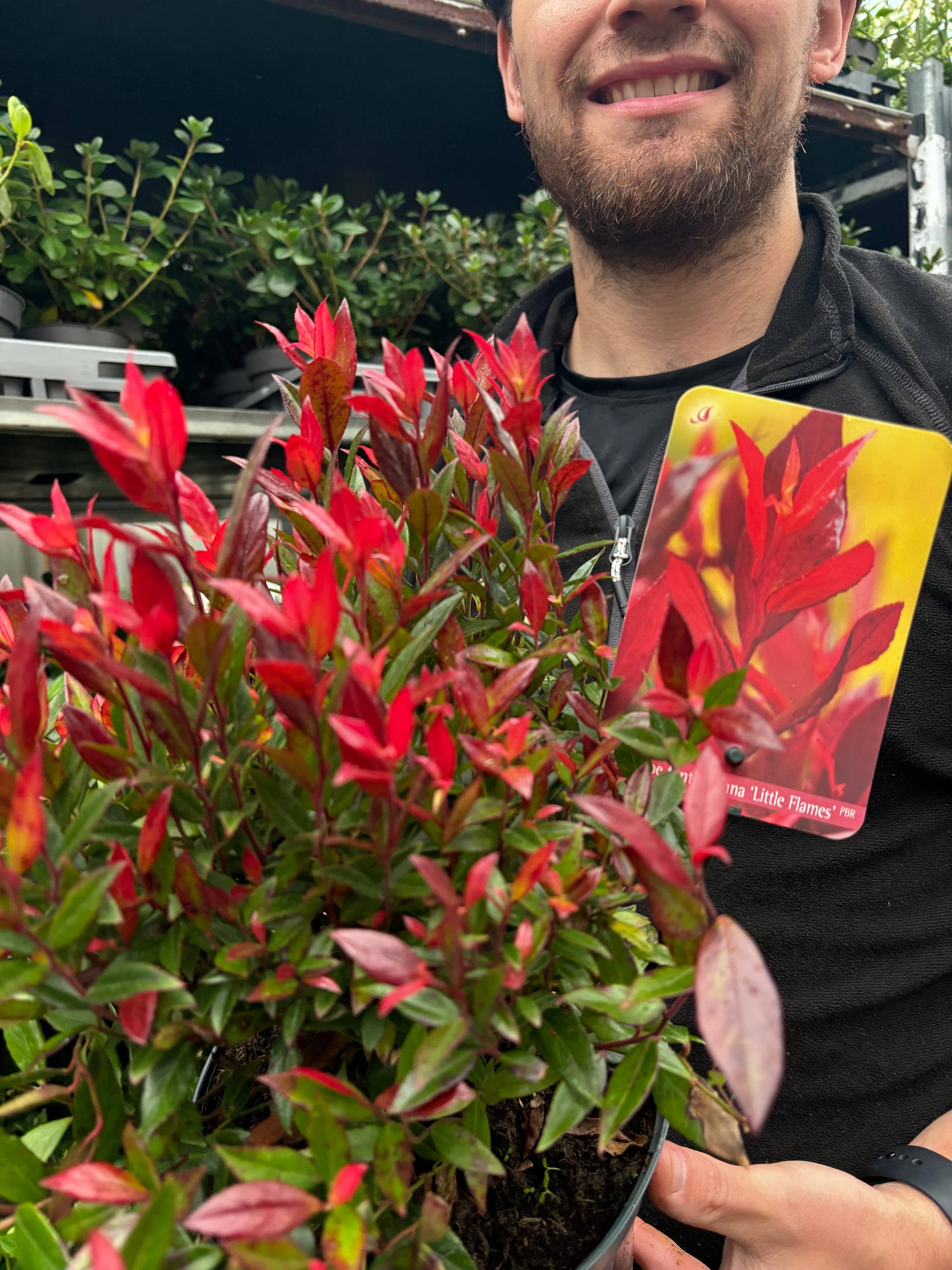 Leucothoe fontanesiana 'Little Flames' 2L