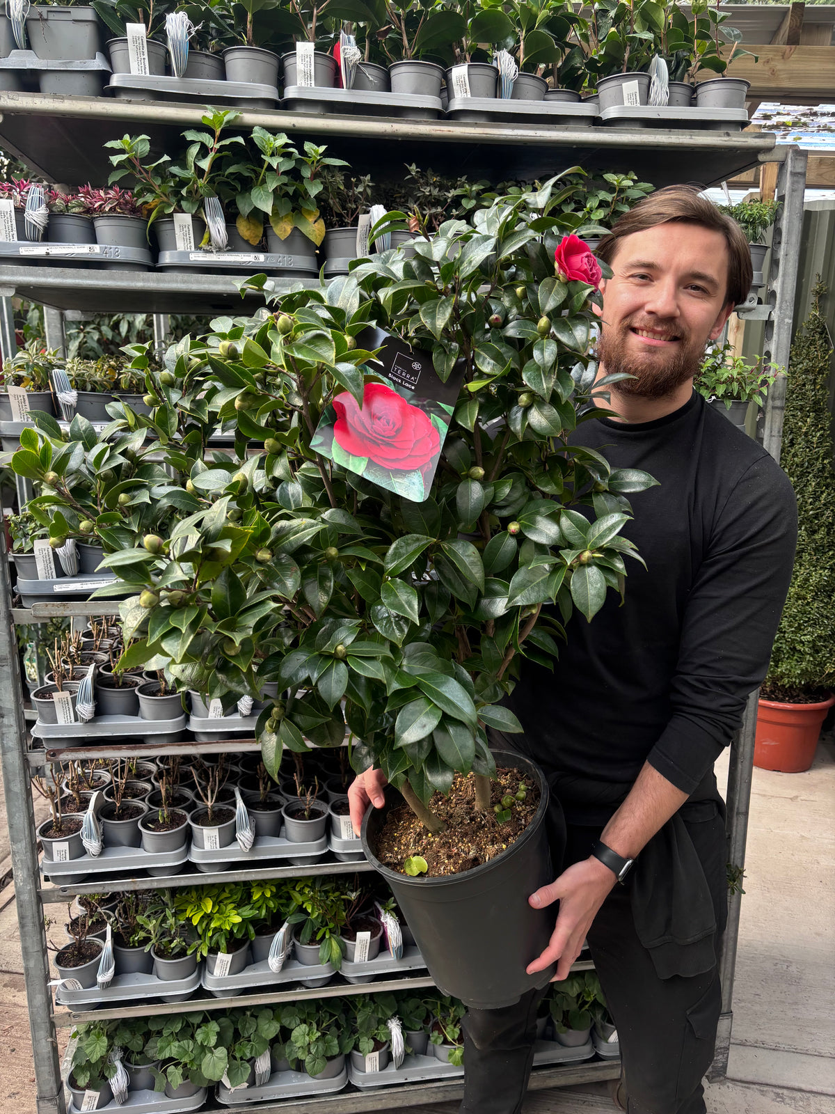 Camellia japonica 'Black Lace' 50-60cm / 90-100cm