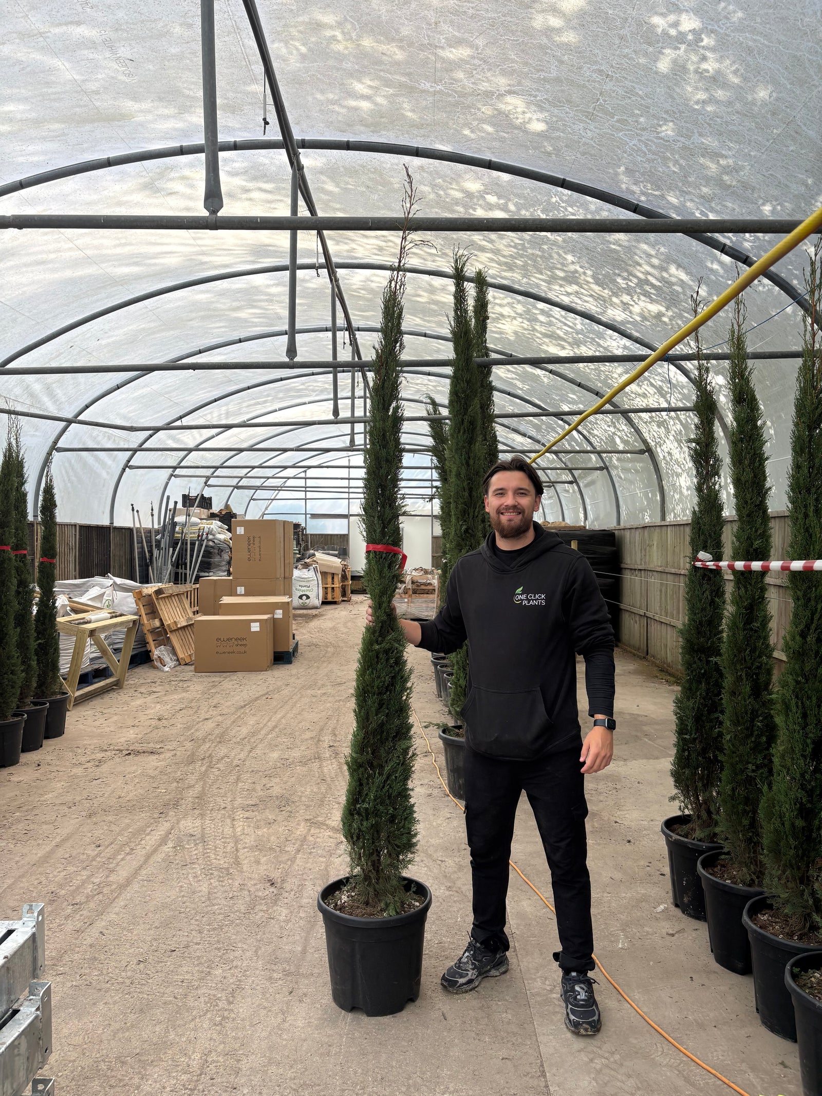 Cupressus sempervivrens Totem (Italian Cypress)