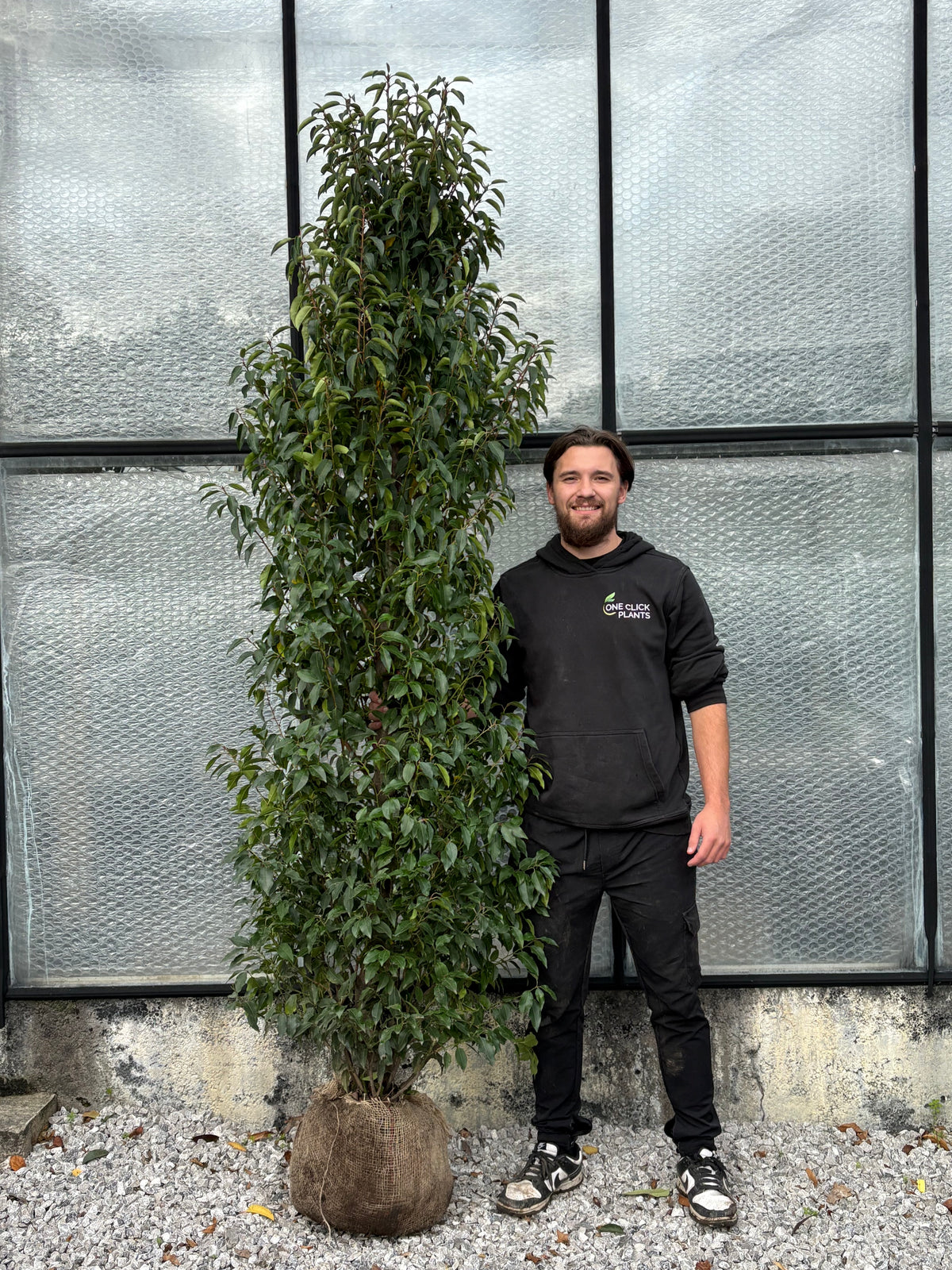 Portuguese Laurel ROOTBALL Hedging