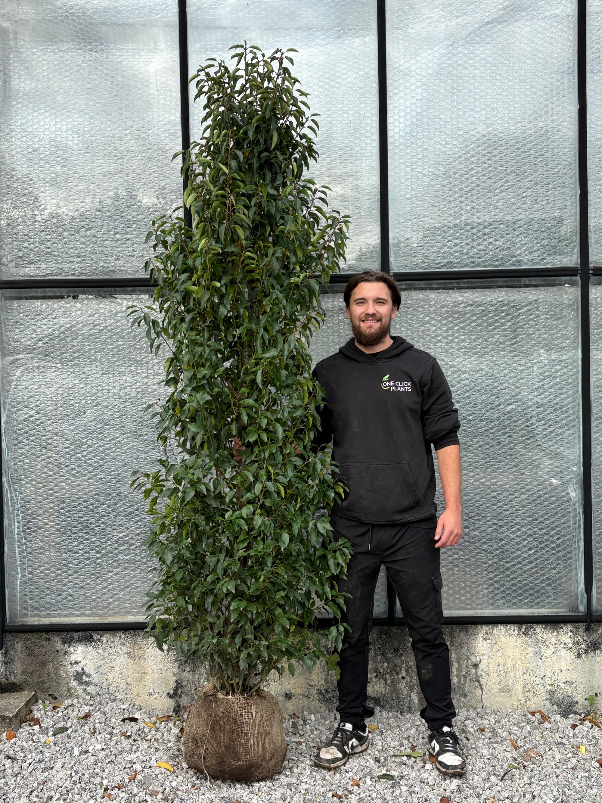 Portuguese Laurel ROOTBALL Hedging