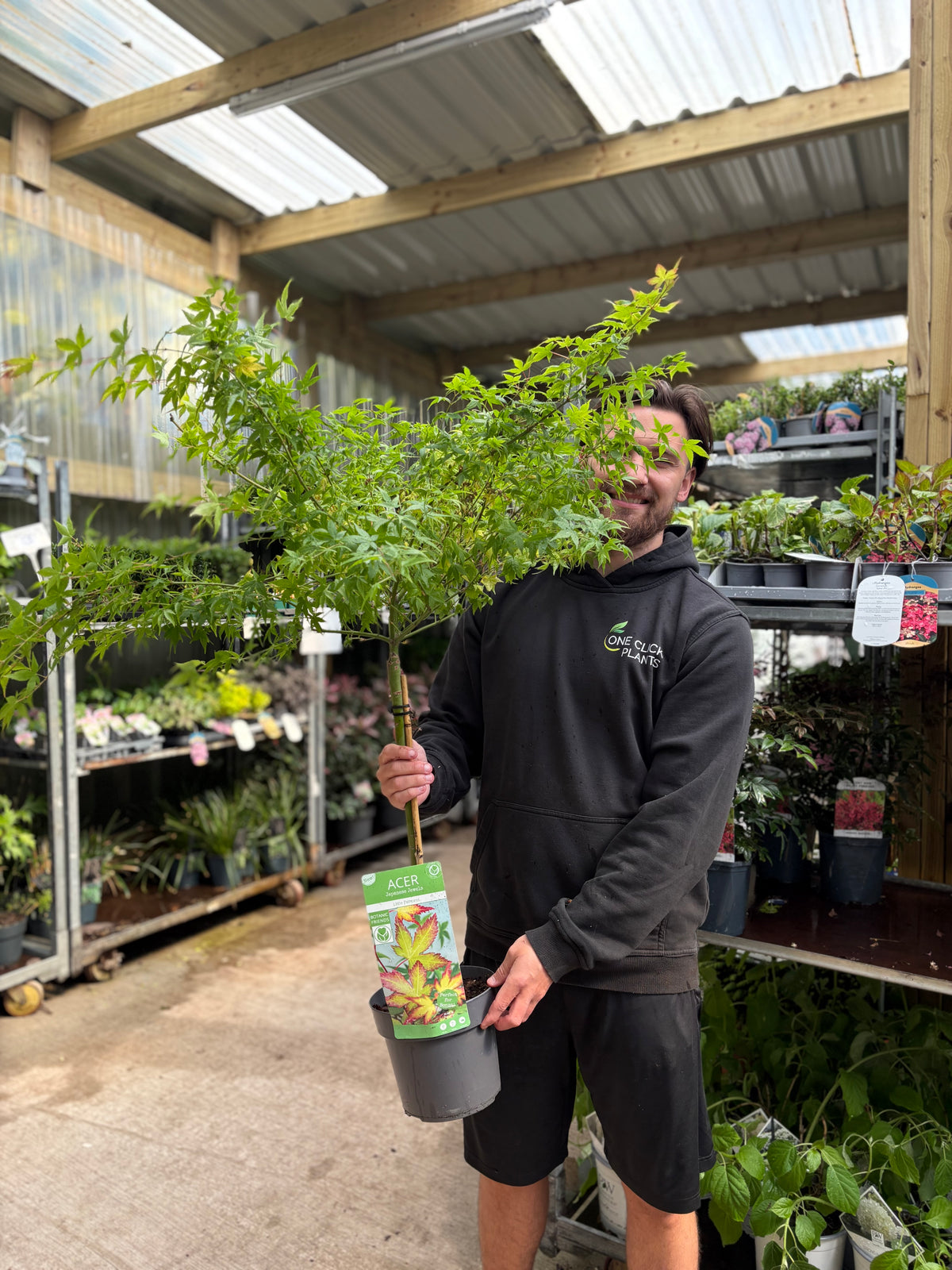 Acer palmatum 'Little Princess' Stem