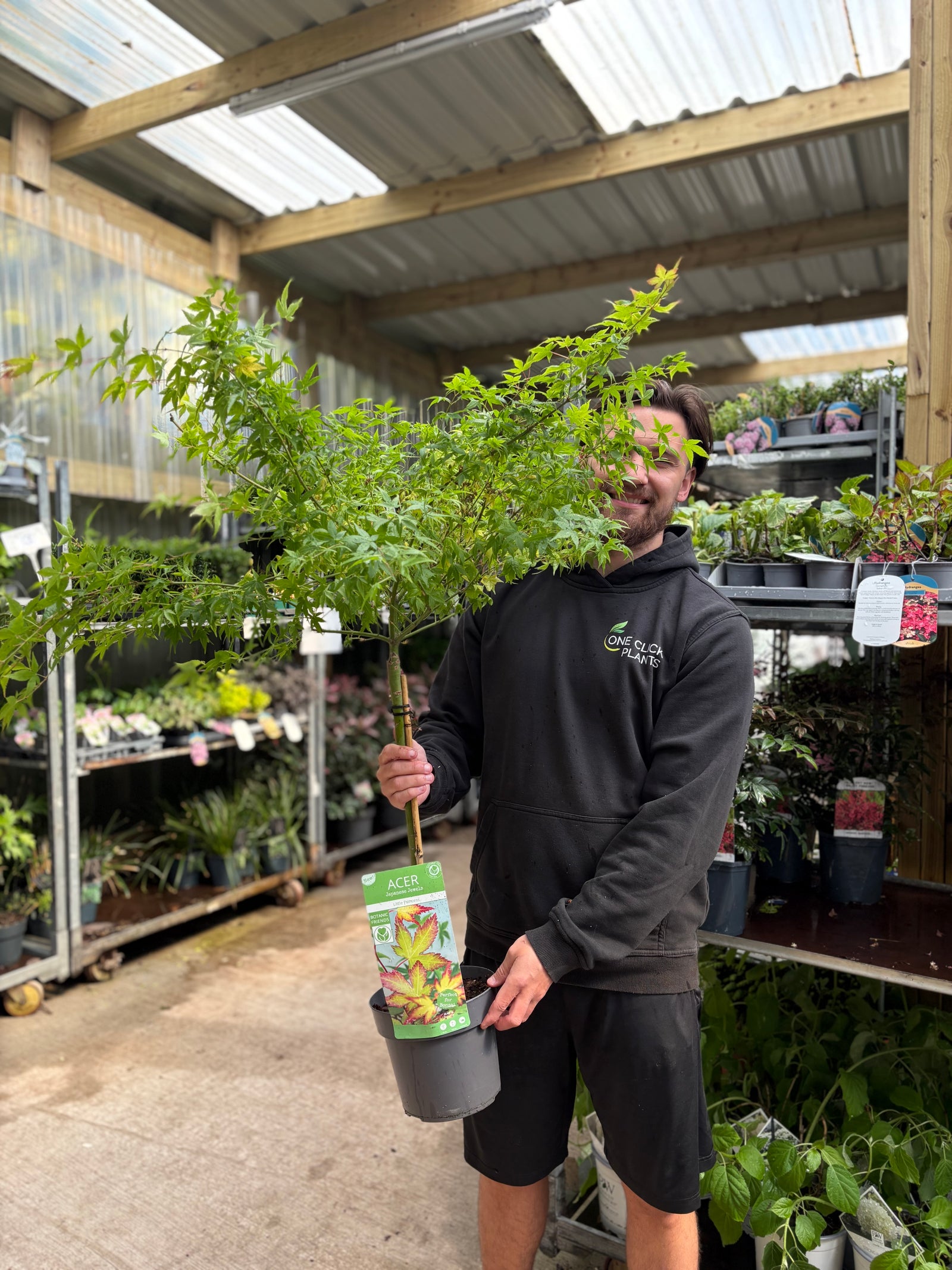 Acer palmatum 'Little Princess' Stem