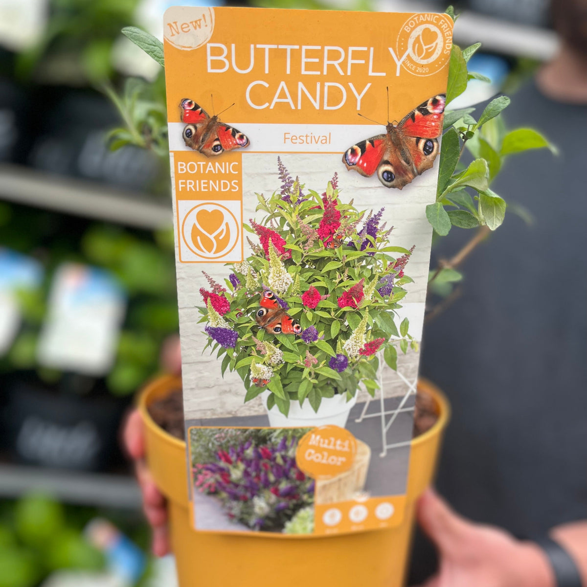 Buddleja &#39;Festival&#39; Candy Mix 3L