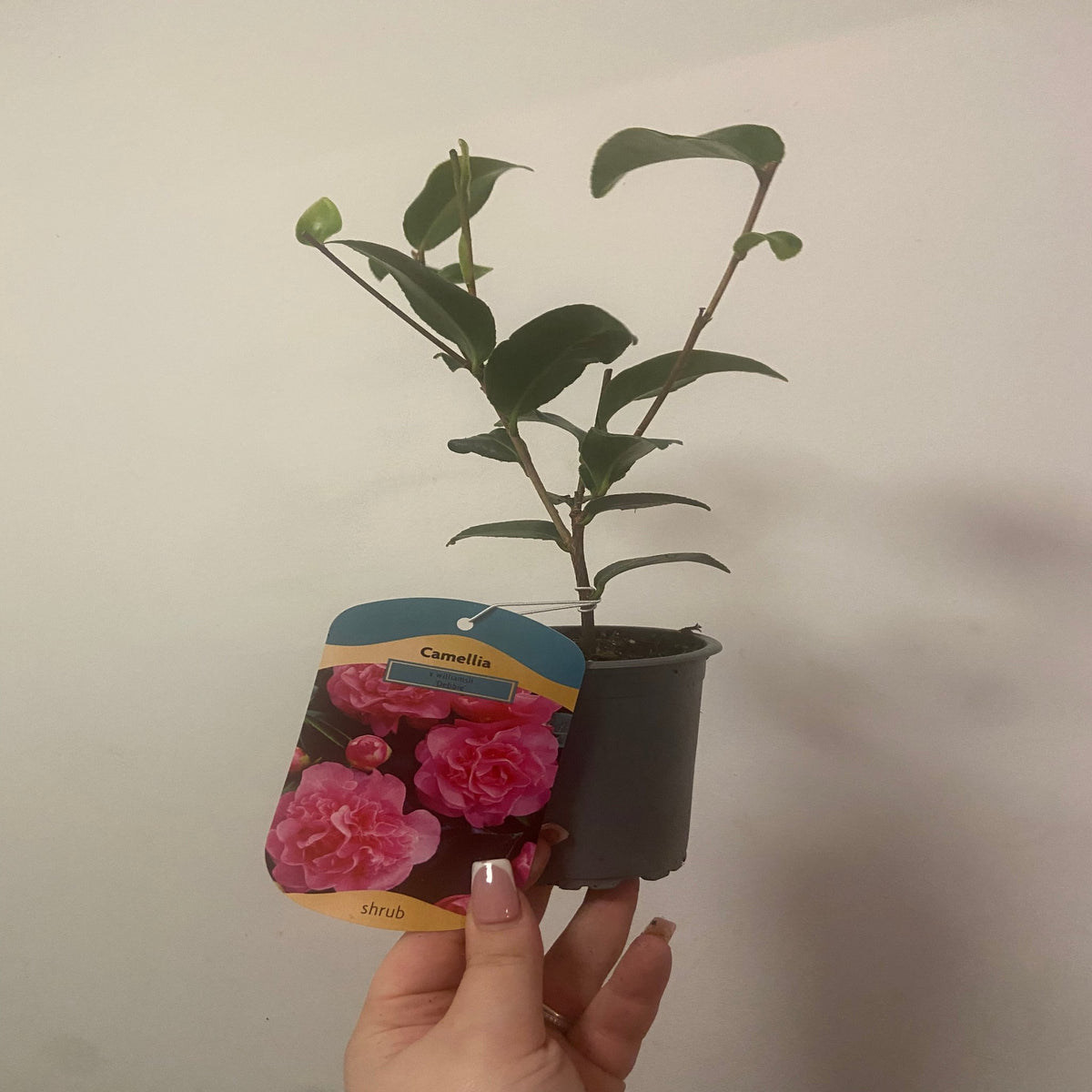 A hand holds a Camellia japonica Debbie (9cm/2L) plant with glossy leaves. The pot’s label displays bright pink Camellia flowers and the word “shrub,” set against a plain, light-colored wall.