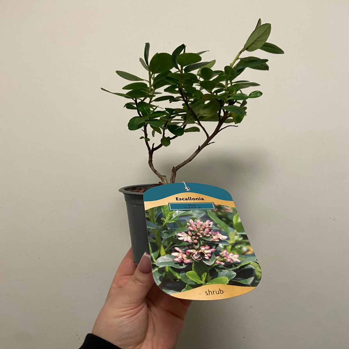 A hand holds an Escallonia &#39;Pink Elle&#39; 9cm, an evergreen shrub in a small pot. Its green leaves and a tag showing pink flowers labeled &quot;shrub&quot; are visible, with a plain light-colored wall in the background.