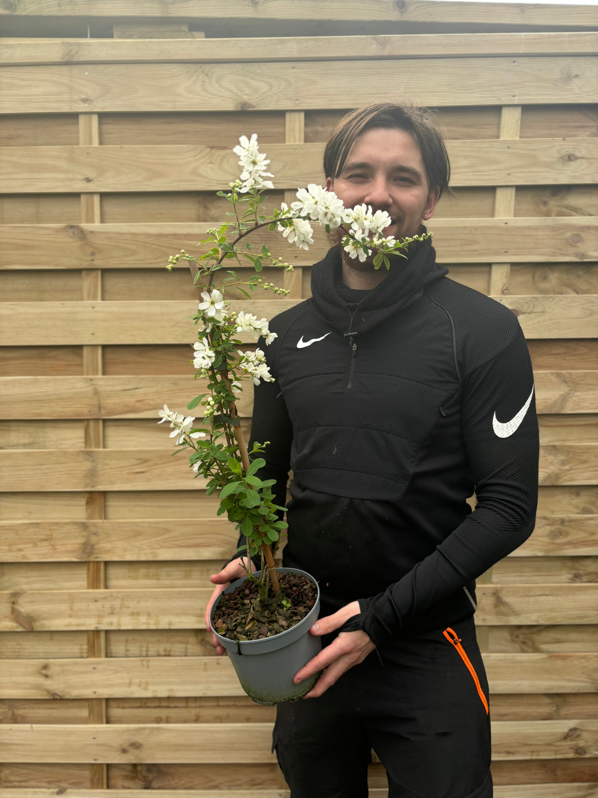 Exochorda × macrantha &#39;The Bride&#39;  2L