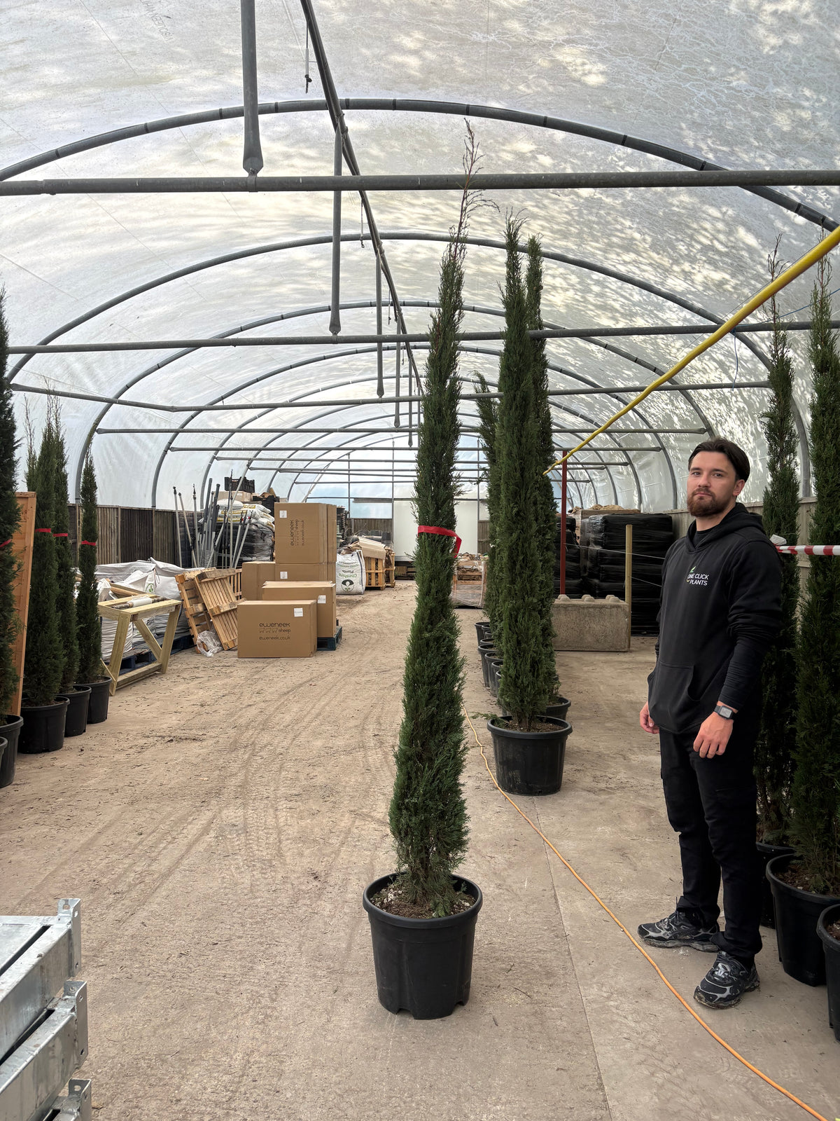 Cupressus sempervivrens Totem (Italian Cypress)