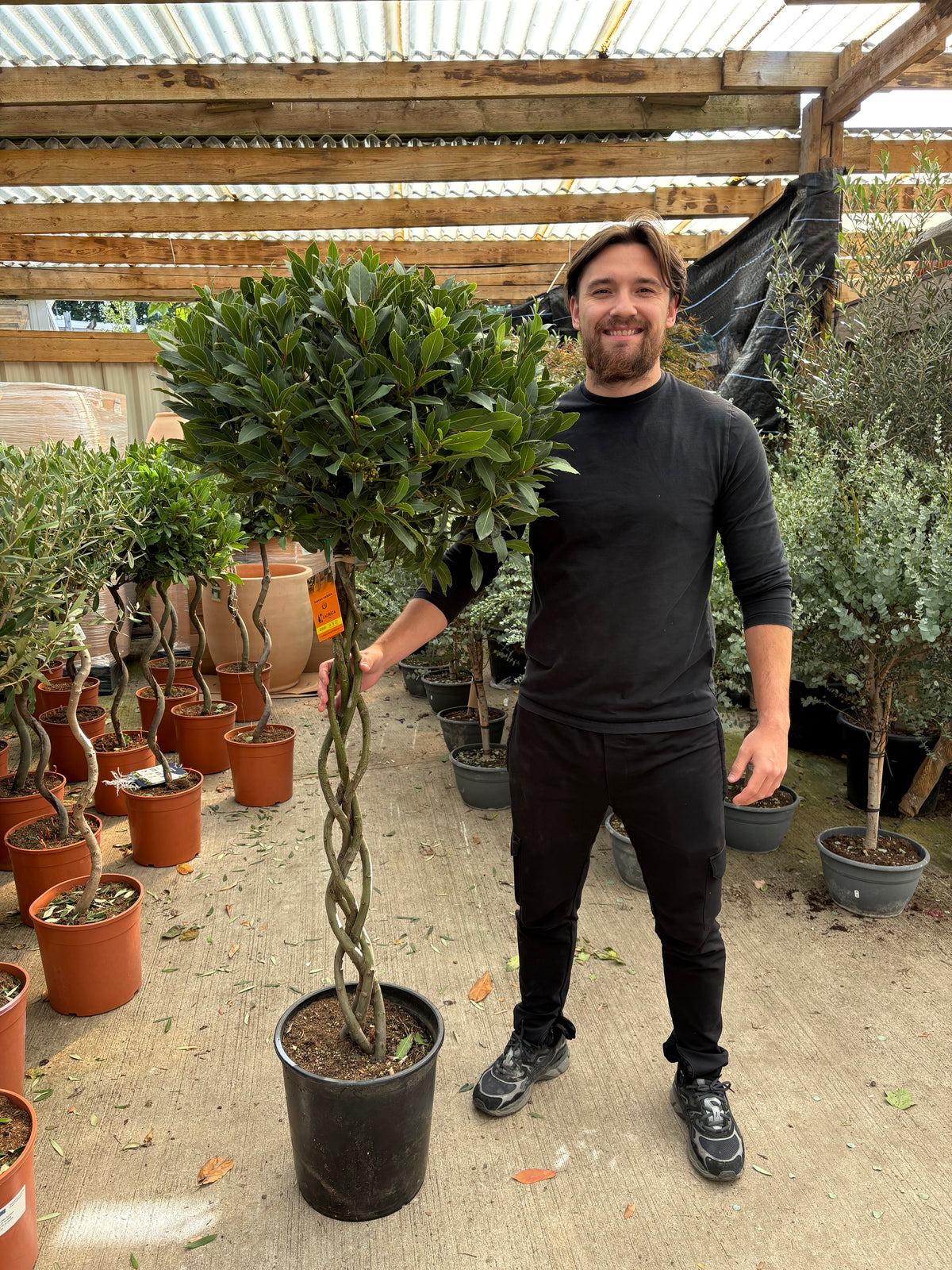5-6ft 3/4 Standard Plaited Bay Tree | Laurus Nobilis (Stem: 90cm, Head 60cm)