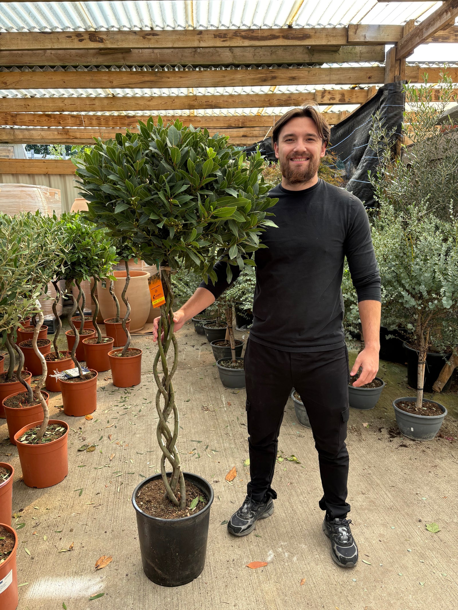 5-6ft 3/4 Standard Plaited Bay Tree | Laurus Nobilis (Stem: 90cm, Head 60cm)