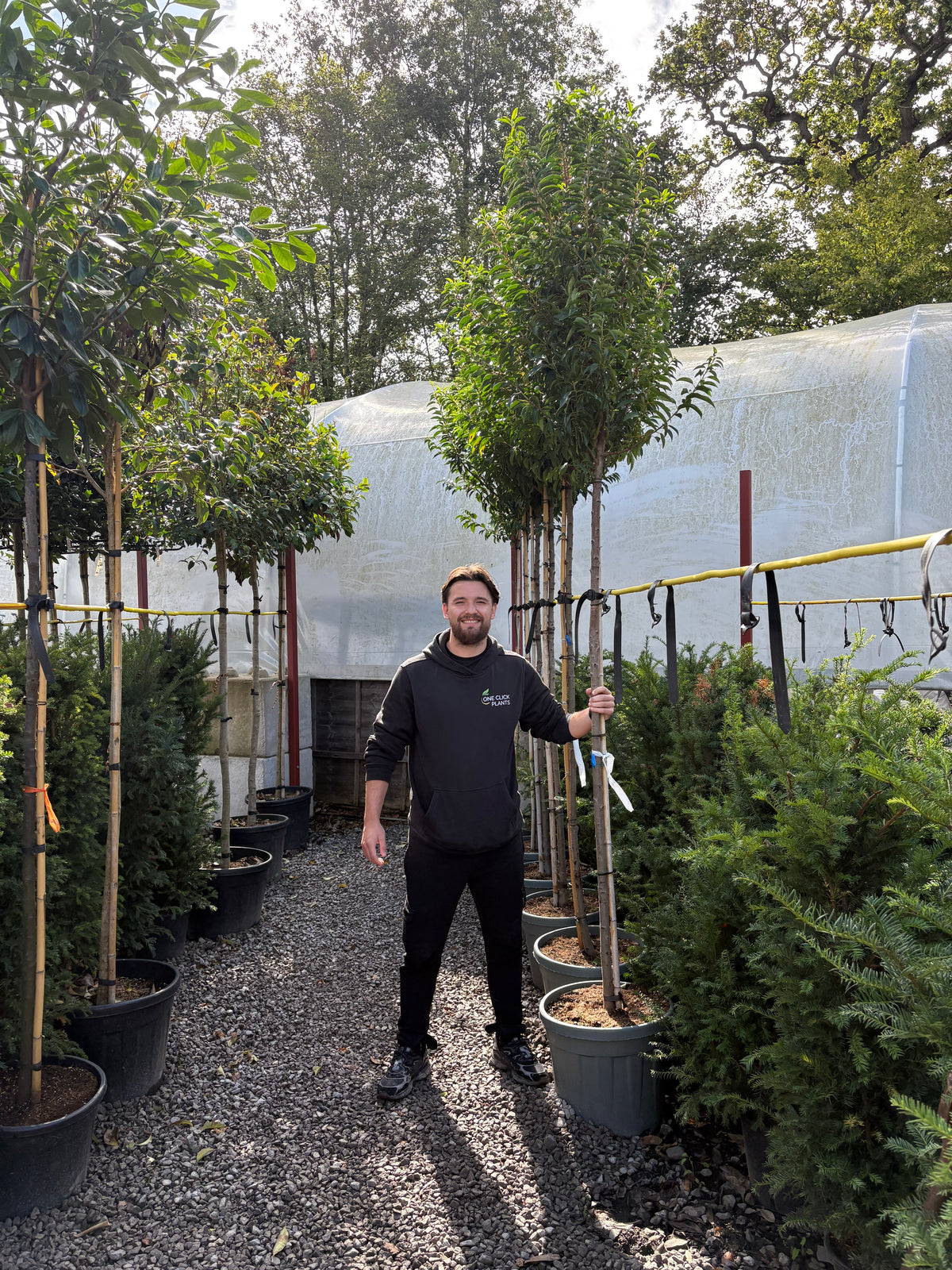 Standard Portuguese Laurel Tree 3m (stem 1.8m + head)